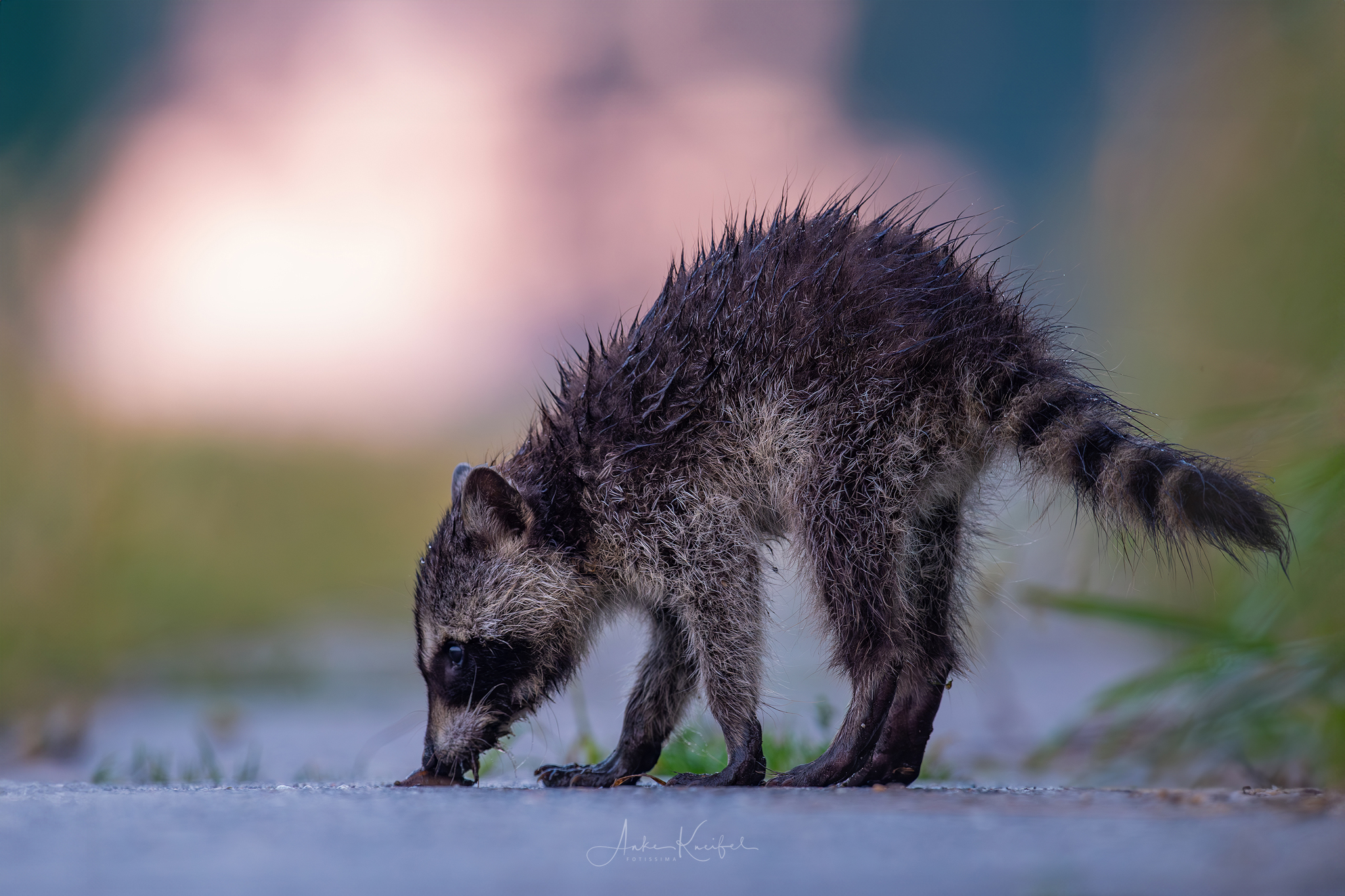 Waschbärwelpe
⁣⁣.⁣⁣
⁣⁣.⁣⁣
⁣⁣ #waschbär #racoon #animals #animalphotography #tierfotografie #fotografie #photography #wildlife #wildlifephotography #naturephotography #natur #naturfotografie #ig_alls #ig_naturelovers #ig_myshot #worlds_beautiful_photos #ig_wildlife #igscwildlife #marvelshots #infinity_worldshoot #earth_shotz #animals_shots #all_animals_addition #nature_sultans #splendid_animals #nature_perfection #amazing_shots #shots_of_animals #nature_brillance #cuteanimals
