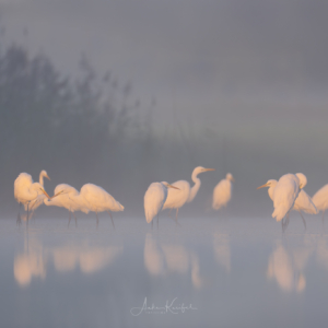 Silberreiher 🙋‍♀️
⁣⁣ #birds⁣⁣
⁣⁣ #silberreiher 
⁣⁣ #animalphotography ⁣⁣
⁣⁣ #myphotosneedsynology #fotografie⁣⁣
⁣⁣ #photography⁣⁣
⁣⁣ #wildlife⁣⁣
⁣⁣ #wildlifephotography⁣⁣
⁣⁣ #naturephotography ⁣⁣
⁣⁣ #natur ⁣⁣
⁣⁣ #naturfotografie⁣⁣
⁣⁣ #ig_alls ⁣⁣
⁣⁣ #ig_naturelovers⁣⁣
⁣⁣ #ig_myshot⁣⁣
⁣⁣ #worlds_beautiful_photos ⁣⁣
⁣⁣ #ig_wildlife⁣⁣
⁣⁣ #igscwildlife⁣⁣
⁣⁣ #marvelshots⁣⁣
⁣⁣ #infinity_worldshoot⁣⁣
⁣⁣ #earth_shotz⁣⁣
⁣⁣ #animals_shots⁣⁣
⁣⁣ #all_animals_addition⁣⁣
⁣⁣ #nature_sultans ⁣⁣
⁣⁣ #splendid_animals⁣⁣
⁣⁣ #nature_perfection ⁣⁣
⁣⁣ #amazing_shots⁣⁣
⁣⁣ #shots_of_animals⁣⁣
⁣⁣ #nature_brillance⁣⁣
⁣⁣ #bestbirdshots⁣⁣
⁣⁣ #best_birds_of_world