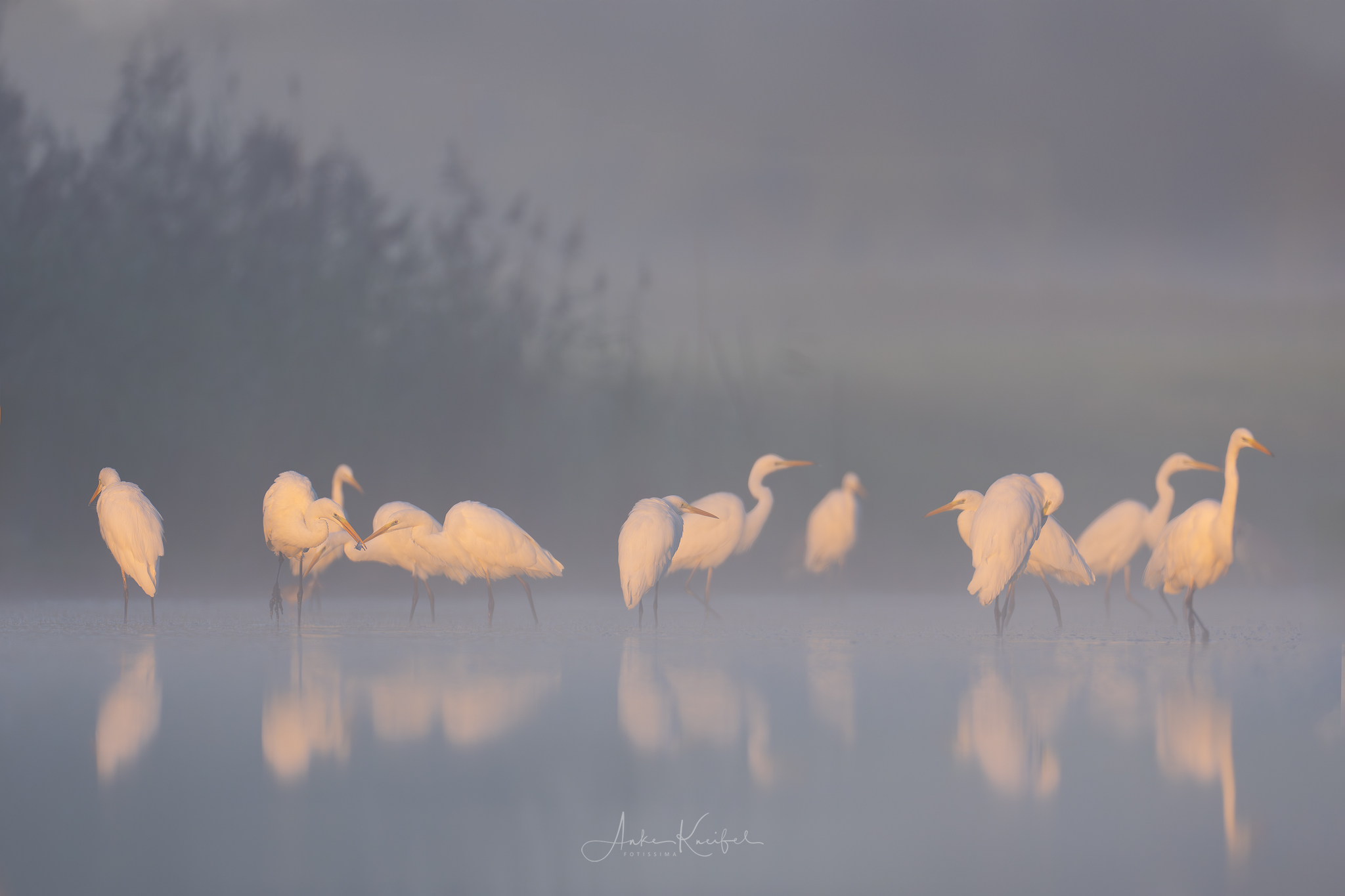 Silberreiher 🙋‍♀️
⁣⁣ #birds⁣⁣
⁣⁣ #silberreiher 
⁣⁣ #animalphotography ⁣⁣
⁣⁣ #myphotosneedsynology #fotografie⁣⁣
⁣⁣ #photography⁣⁣
⁣⁣ #wildlife⁣⁣
⁣⁣ #wildlifephotography⁣⁣
⁣⁣ #naturephotography ⁣⁣
⁣⁣ #natur ⁣⁣
⁣⁣ #naturfotografie⁣⁣
⁣⁣ #ig_alls ⁣⁣
⁣⁣ #ig_naturelovers⁣⁣
⁣⁣ #ig_myshot⁣⁣
⁣⁣ #worlds_beautiful_photos ⁣⁣
⁣⁣ #ig_wildlife⁣⁣
⁣⁣ #igscwildlife⁣⁣
⁣⁣ #marvelshots⁣⁣
⁣⁣ #infinity_worldshoot⁣⁣
⁣⁣ #earth_shotz⁣⁣
⁣⁣ #animals_shots⁣⁣
⁣⁣ #all_animals_addition⁣⁣
⁣⁣ #nature_sultans ⁣⁣
⁣⁣ #splendid_animals⁣⁣
⁣⁣ #nature_perfection ⁣⁣
⁣⁣ #amazing_shots⁣⁣
⁣⁣ #shots_of_animals⁣⁣
⁣⁣ #nature_brillance⁣⁣
⁣⁣ #bestbirdshots⁣⁣
⁣⁣ #best_birds_of_world
