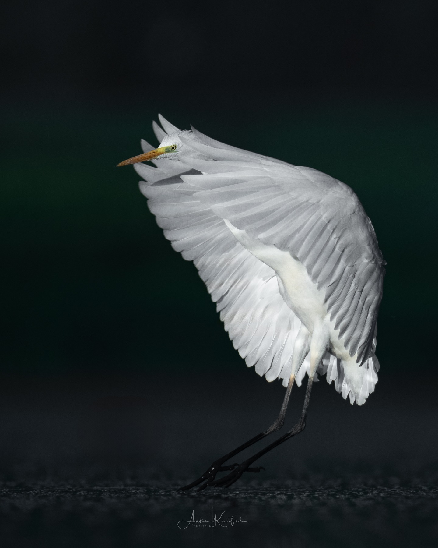Silberreiher 🙋‍♀️
⁣⁣ #birds⁣⁣
⁣⁣ #silberreiher
⁣⁣ #animalphotography ⁣⁣
⁣⁣ #myphotosneedsynology #fotografie⁣⁣
⁣⁣ #photography⁣⁣
⁣⁣ #wildlife⁣⁣
⁣⁣ #wildlifephotography⁣⁣
⁣⁣ #naturephotography ⁣⁣
⁣⁣ #natur ⁣⁣
⁣⁣ #naturfotografie⁣⁣
⁣⁣ #ig_alls ⁣⁣
⁣⁣ #ig_naturelovers⁣⁣
⁣⁣ #ig_myshot⁣⁣
⁣⁣ #worlds_beautiful_photos ⁣⁣
⁣⁣ #ig_wildlife⁣⁣
⁣⁣ #igscwildlife⁣⁣
⁣⁣ #marvelshots⁣⁣
⁣⁣ #infinity_worldshoot⁣⁣
⁣⁣ #earth_shotz⁣⁣
⁣⁣ #animals_shots⁣⁣
⁣⁣ #all_animals_addition⁣⁣
⁣⁣ #nature_sultans ⁣⁣
⁣⁣ #splendid_animals⁣⁣
⁣⁣ #nature_perfection ⁣⁣
⁣⁣ #amazing_shots⁣⁣
⁣⁣ #shots_of_animals⁣⁣
⁣⁣ #nature_brillance⁣⁣
⁣⁣ #bestbirdshots⁣⁣
⁣⁣ #best_birds_of_world