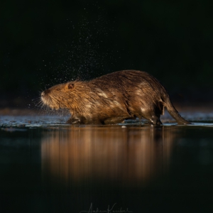 Nutria
⁣⁣.⁣⁣
⁣⁣.⁣⁣
⁣⁣ #nutria #myocastorcoypus #animals #animalphotography #tierfotografie #fotografie #photography #wildlife #wildlifephotography #naturephotography #natur #naturfotografie #ig_alls #ig_naturelovers #ig_myshot #worlds_beautiful_photos #ig_wildlife #igscwildlife #marvelshots #infinity_worldshoot #earth_shotz #animals_shots #all_animals_addition #nature_sultans #splendid_animals #nature_perfection #amazing_shots #shots_of_animals #nature_brillance #cuteanimals
