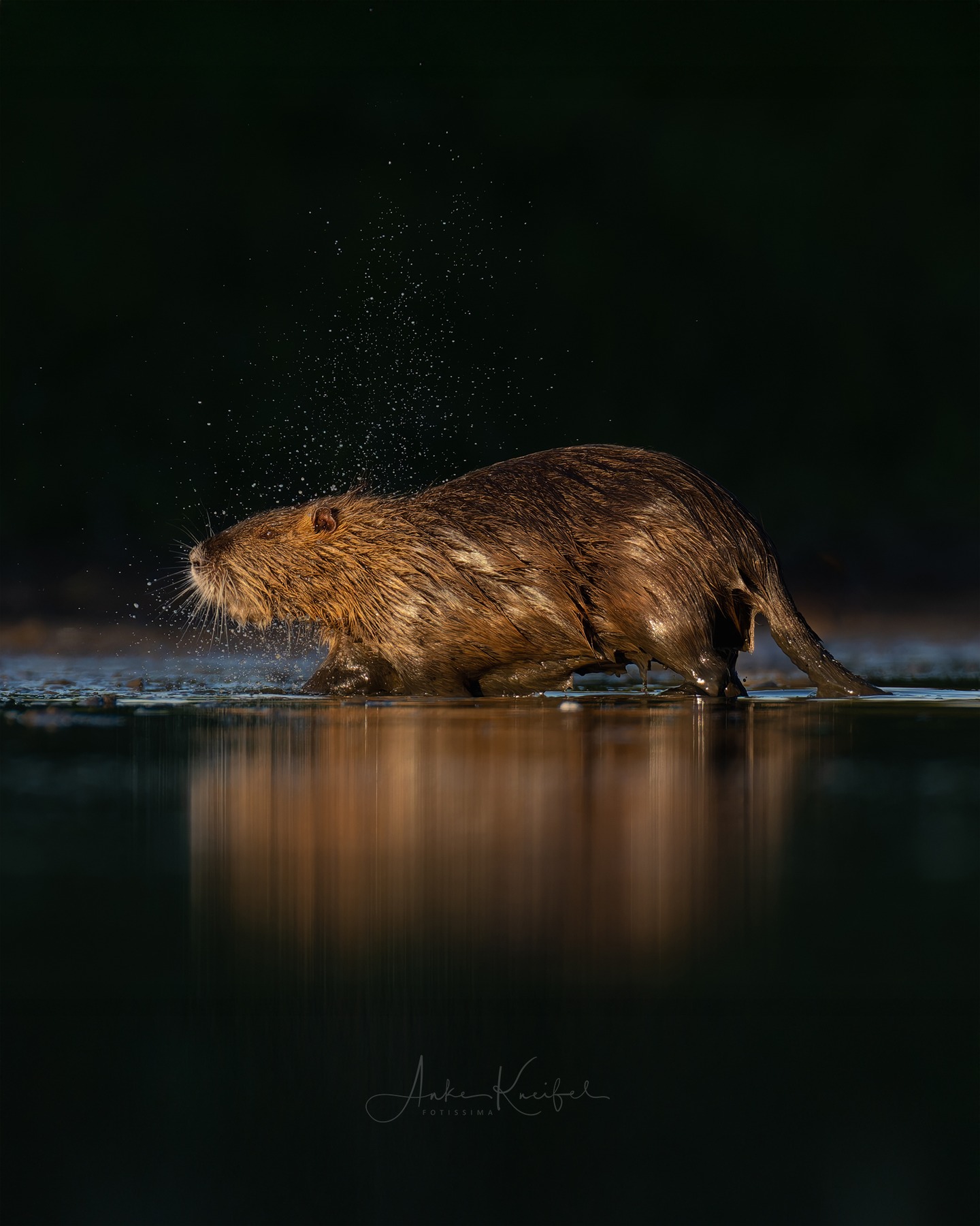 Nutria
⁣⁣.⁣⁣
⁣⁣.⁣⁣
⁣⁣ #nutria #myocastorcoypus #animals #animalphotography #tierfotografie #fotografie #photography #wildlife #wildlifephotography #naturephotography #natur #naturfotografie #ig_alls #ig_naturelovers #ig_myshot #worlds_beautiful_photos #ig_wildlife #igscwildlife #marvelshots #infinity_worldshoot #earth_shotz #animals_shots #all_animals_addition #nature_sultans #splendid_animals #nature_perfection #amazing_shots #shots_of_animals #nature_brillance #cuteanimals