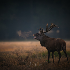 Rothirsch .........
⁣⁣⁣.⁣⁣⁣
⁣⁣⁣.⁣⁣⁣
#rothirsch #brunft #animals #animalphotography #tierfotografie #fotografie #photography #wildlife #wildlifephotography #naturephotography #natur #naturfotografie #ig_alls #ig_naturelovers #ig_myshot #worlds_beautiful_photos #ig_wildlife #igscwildlife #marvelshots #infinity_worldshoot #earth_shotz #animals_shots #all_animals_addition #nature_sultans #splendid_animals #nature_perfection #amazing_shots #nature_brillance #sonyalpha #sony