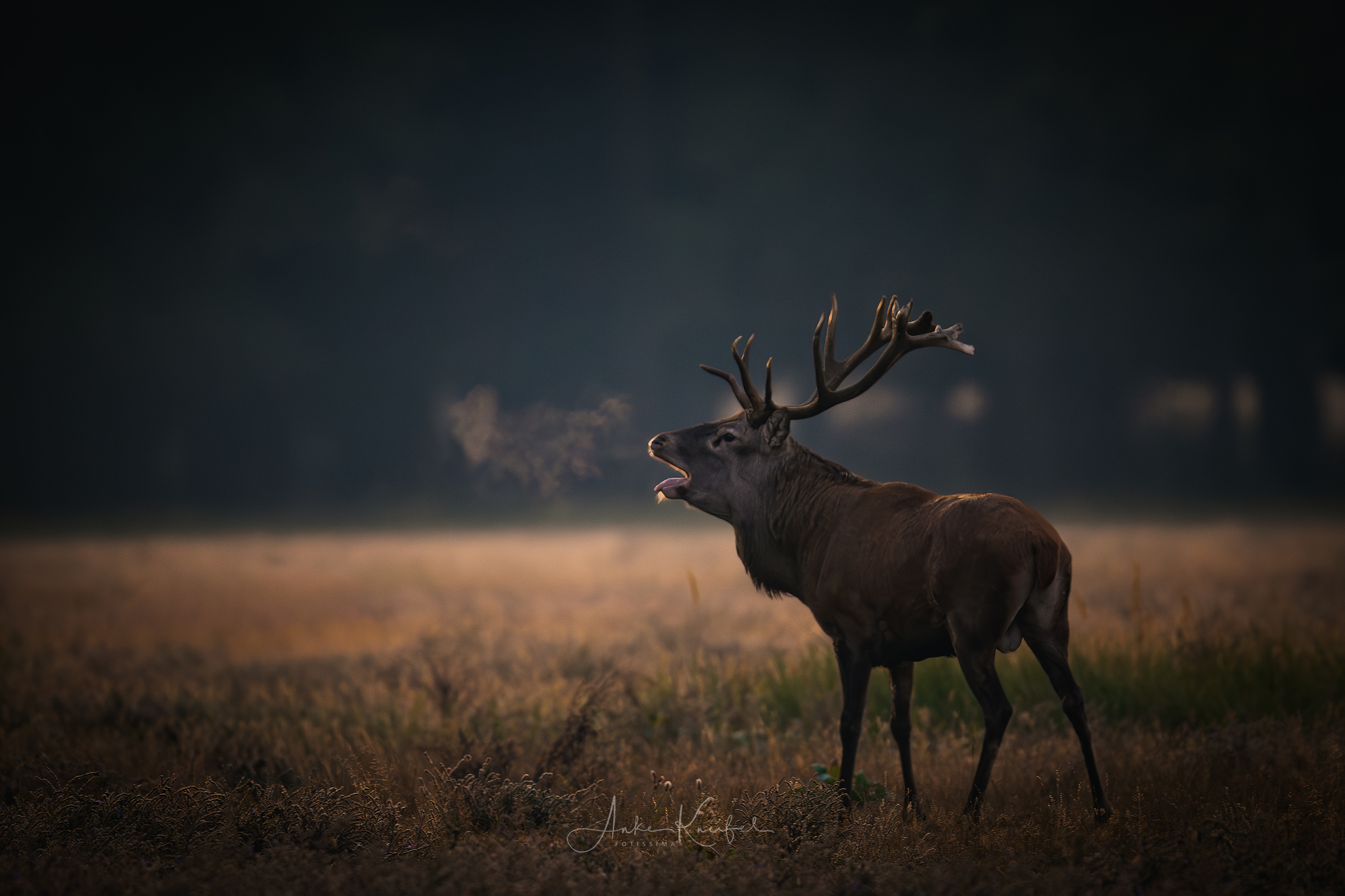 Rothirsch .........
⁣⁣⁣.⁣⁣⁣
⁣⁣⁣.⁣⁣⁣
#rothirsch #brunft #animals #animalphotography #tierfotografie #fotografie #photography #wildlife #wildlifephotography #naturephotography #natur #naturfotografie #ig_alls #ig_naturelovers #ig_myshot #worlds_beautiful_photos #ig_wildlife #igscwildlife #marvelshots #infinity_worldshoot #earth_shotz #animals_shots #all_animals_addition #nature_sultans #splendid_animals #nature_perfection #amazing_shots #nature_brillance #sonyalpha #sony