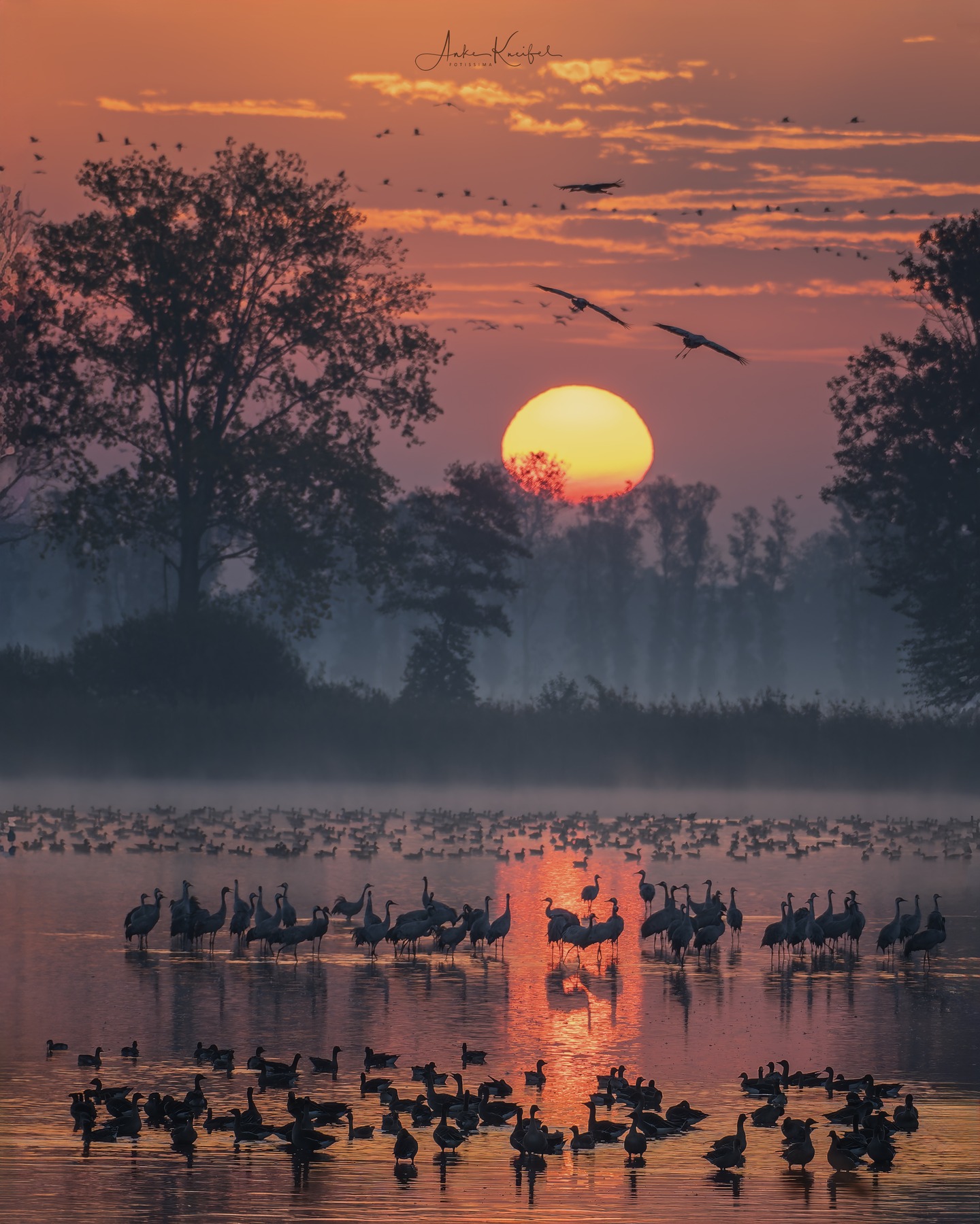 Ein magischer Morgen
#birds
#kraniche
#animalphotography
#cranes #fotografie
#photography
#wildlife
#wildlifephotography
#naturephotography
#natur
#naturfotografie
#ig_alls
#ig_naturelovers
#ig_myshot
#worlds_beautiful_photos