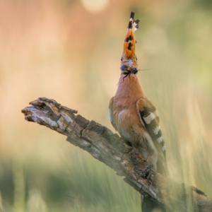 Wiedehopf
⁣⁣ #birds⁣⁣
⁣⁣ #wiedehopf
⁣⁣ #animalphotography ⁣⁣
⁣⁣ #sonyalpha #fotografie⁣⁣
⁣⁣ #photography⁣⁣
⁣⁣ #wildlife⁣⁣
⁣⁣ #wildlifephotography⁣⁣
⁣⁣ #naturephotography ⁣⁣
⁣⁣ #natur ⁣⁣
⁣⁣ #naturfotografie⁣⁣
⁣⁣ #ig_alls ⁣⁣
⁣⁣ #ig_naturelovers⁣⁣
⁣⁣ #ig_myshot⁣⁣
⁣⁣ #worlds_beautiful_photos ⁣⁣
⁣⁣ #ig_wildlife⁣⁣
⁣⁣ #igscwildlife⁣⁣
⁣⁣ #marvelshots⁣⁣
⁣⁣ #infinity_worldshoot⁣⁣
⁣⁣ #earth_shotz⁣⁣
⁣⁣ #animals_shots⁣⁣
⁣⁣ #all_animals_addition⁣⁣
⁣⁣ #nature_sultans ⁣⁣
⁣⁣ #splendid_animals⁣⁣
⁣⁣ #nature_perfection ⁣⁣
⁣⁣ #amazing_shots⁣⁣
⁣⁣ #shots_of_animals⁣⁣
⁣⁣ #nature_brillance⁣⁣
⁣⁣ #bestbirdshots⁣⁣
⁣⁣ #best_birds_of_world