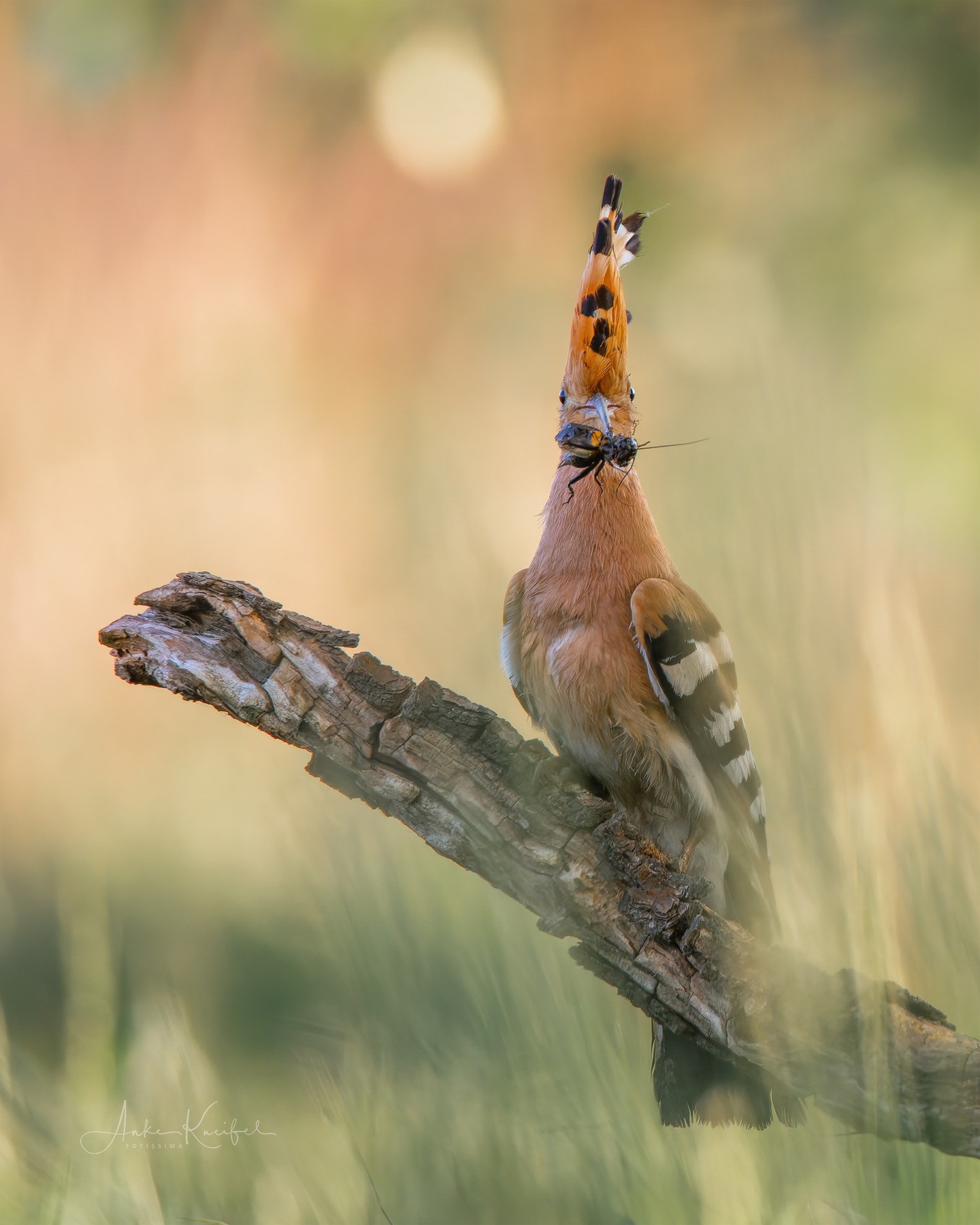 Wiedehopf
⁣⁣ #birds⁣⁣
⁣⁣ #wiedehopf
⁣⁣ #animalphotography ⁣⁣
⁣⁣ #sonyalpha #fotografie⁣⁣
⁣⁣ #photography⁣⁣
⁣⁣ #wildlife⁣⁣
⁣⁣ #wildlifephotography⁣⁣
⁣⁣ #naturephotography ⁣⁣
⁣⁣ #natur ⁣⁣
⁣⁣ #naturfotografie⁣⁣
⁣⁣ #ig_alls ⁣⁣
⁣⁣ #ig_naturelovers⁣⁣
⁣⁣ #ig_myshot⁣⁣
⁣⁣ #worlds_beautiful_photos ⁣⁣
⁣⁣ #ig_wildlife⁣⁣
⁣⁣ #igscwildlife⁣⁣
⁣⁣ #marvelshots⁣⁣
⁣⁣ #infinity_worldshoot⁣⁣
⁣⁣ #earth_shotz⁣⁣
⁣⁣ #animals_shots⁣⁣
⁣⁣ #all_animals_addition⁣⁣
⁣⁣ #nature_sultans ⁣⁣
⁣⁣ #splendid_animals⁣⁣
⁣⁣ #nature_perfection ⁣⁣
⁣⁣ #amazing_shots⁣⁣
⁣⁣ #shots_of_animals⁣⁣
⁣⁣ #nature_brillance⁣⁣
⁣⁣ #bestbirdshots⁣⁣
⁣⁣ #best_birds_of_world