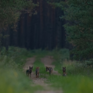 Die jungen Wilden ⁣
⁣⁣⁣⁣⁣.⁣⁣⁣⁣⁣
⁣⁣⁣⁣⁣.⁣⁣⁣⁣⁣
⁣⁣⁣⁣⁣ #wolf #lupus #animals #animalphotography #tierfotografie #fotografie #photography #wildlife #wildlifephotography #naturephotography #natur #naturfotografie #ig_alls #ig_naturelovers #ig_myshot #worlds_beautiful_photos #ig_wildlife #igscwildlife #marvelshots #infinity_worldshoot #earth_shotz #animals_shots #all_animals_addition #nature_sultans #splendid_animals #nature_perfection #amazing_shots #shots_of_animals #nature_brillance #cuteanimals