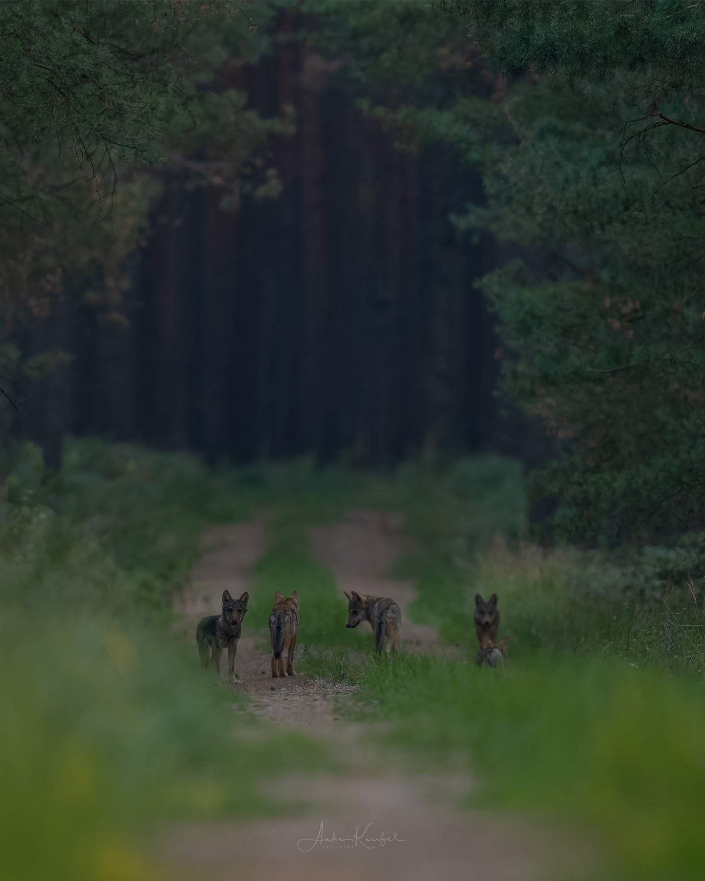 Die jungen Wilden ⁣
⁣⁣⁣⁣⁣.⁣⁣⁣⁣⁣
⁣⁣⁣⁣⁣.⁣⁣⁣⁣⁣
⁣⁣⁣⁣⁣ #wolf #lupus #animals #animalphotography #tierfotografie #fotografie #photography #wildlife #wildlifephotography #naturephotography #natur #naturfotografie #ig_alls #ig_naturelovers #ig_myshot #worlds_beautiful_photos #ig_wildlife #igscwildlife #marvelshots #infinity_worldshoot #earth_shotz #animals_shots #all_animals_addition #nature_sultans #splendid_animals #nature_perfection #amazing_shots #shots_of_animals #nature_brillance #cuteanimals