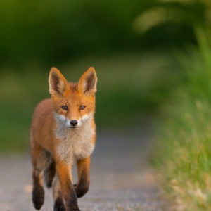 Diesen Jungfuchs konnte ich über einen längeren Zeitraum beobachten.
⁣⁣.⁣⁣
⁣⁣.⁣⁣
⁣⁣ #fuchs #fox #animals #animalphotography #tierfotografie #fotografie #photography #wildlife #wildlifephotography #naturephotography #natur #naturfotografie #ig_alls #ig_naturelovers #ig_myshot #worlds_beautiful_photos #ig_wildlife #igscwildlife #marvelshots #infinity_worldshoot #earth_shotz #animals_shots #all_animals_addition #nature_sultans #splendid_animals #nature_perfection #amazing_shots #shots_of_animals #nature_brillance #cuteanimals