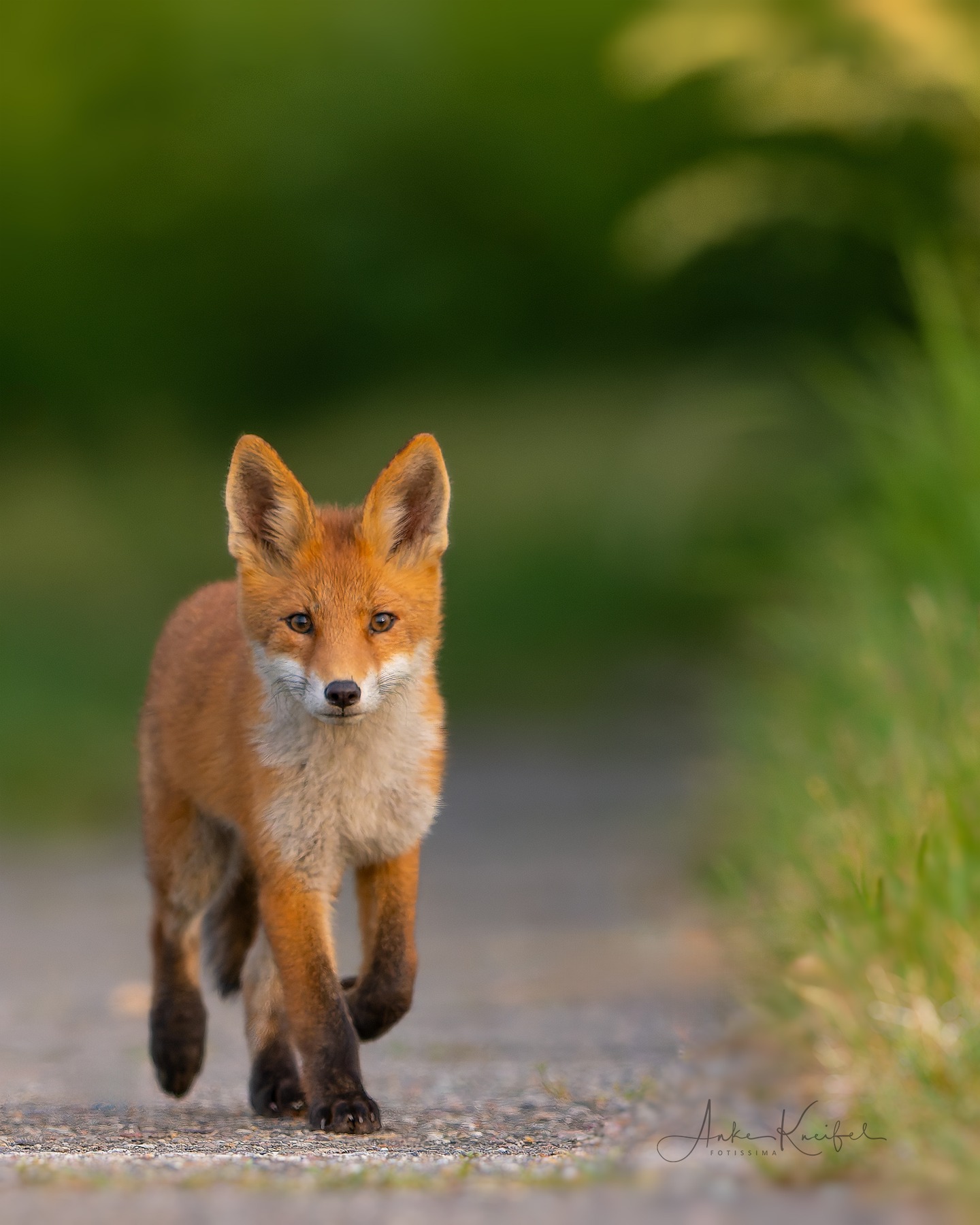 Diesen Jungfuchs konnte ich über einen längeren Zeitraum beobachten.
⁣⁣.⁣⁣
⁣⁣.⁣⁣
⁣⁣ #fuchs #fox #animals #animalphotography #tierfotografie #fotografie #photography #wildlife #wildlifephotography #naturephotography #natur #naturfotografie #ig_alls #ig_naturelovers #ig_myshot #worlds_beautiful_photos #ig_wildlife #igscwildlife #marvelshots #infinity_worldshoot #earth_shotz #animals_shots #all_animals_addition #nature_sultans #splendid_animals #nature_perfection #amazing_shots #shots_of_animals #nature_brillance #cuteanimals