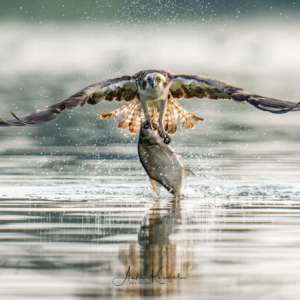 Fischadler
⁣.⁣
⁣.⁣
⁣#fischadler #animals #animalphotography #birds #birdphotography #tierfotografie #tiere #fotografie #photography #wildlife #wildlifephotography #naturephotography #natur #naturfotografie #ig_alls #ig_naturelovers #ig_myshot #worlds_beautiful_photos #ig_wildlife #igscwildlife #marvelshots #infinity_worldshoot #igbest_shotz #earth_shotz #animals_shots #all_animals_addition #nature_sultans #splendid_animals #nature_perfection #best_birds_of_world