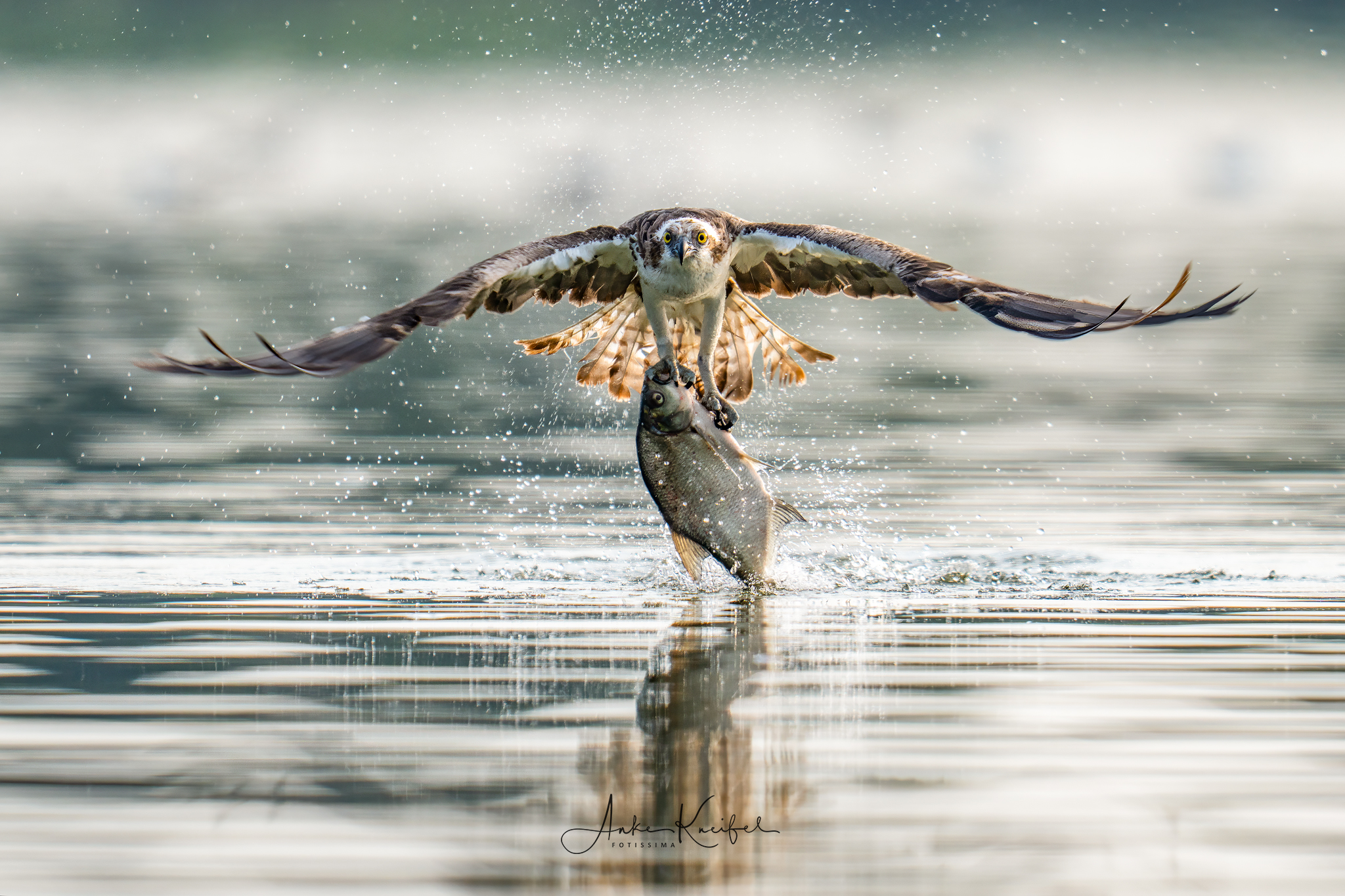 Fischadler
⁣.⁣
⁣.⁣
⁣#fischadler #animals #animalphotography #birds #birdphotography #tierfotografie #tiere #fotografie #photography #wildlife #wildlifephotography #naturephotography #natur #naturfotografie #ig_alls #ig_naturelovers #ig_myshot #worlds_beautiful_photos #ig_wildlife #igscwildlife #marvelshots #infinity_worldshoot #igbest_shotz #earth_shotz #animals_shots #all_animals_addition #nature_sultans #splendid_animals #nature_perfection #best_birds_of_world