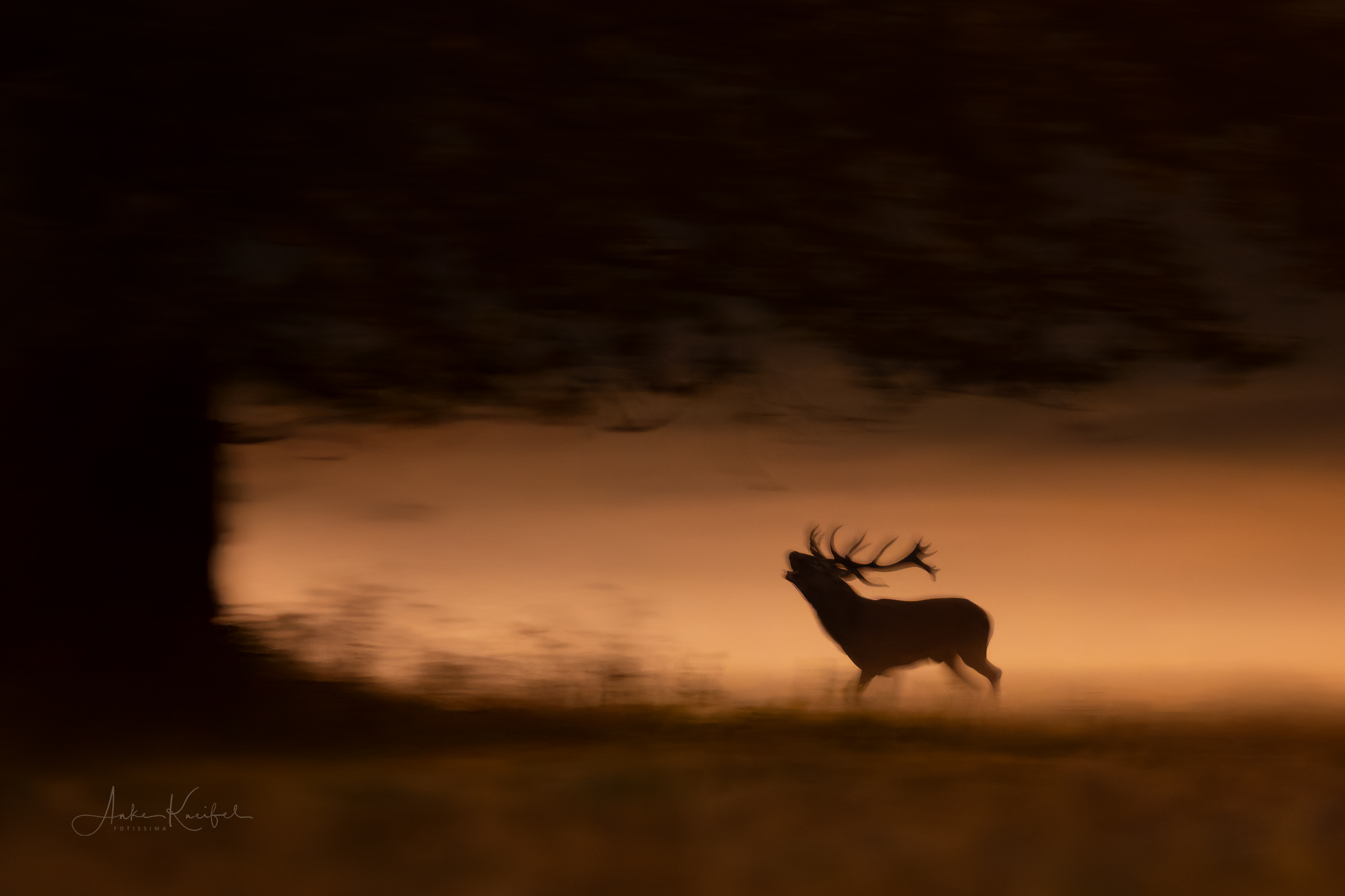 Rothirsch 
⁣⁣⁣.⁣⁣⁣
⁣⁣⁣.⁣⁣⁣
#rothirsch #brunft #animals #animalphotography #tierfotografie #fotografie #photography #wildlife #wildlifephotography #naturephotography #natur #naturfotografie #ig_alls #ig_naturelovers #ig_myshot #worlds_beautiful_photos #ig_wildlife #igscwildlife #marvelshots #infinity_worldshoot #earth_shotz #animals_shots #all_animals_addition #nature_sultans #splendid_animals #nature_perfection #amazing_shots #nature_brillance