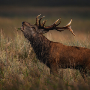 Rothirsch .........
⁣⁣⁣.⁣⁣⁣
⁣⁣⁣.⁣⁣⁣
#rothirsch #brunft #animals #animalphotography #tierfotografie #fotografie #photography #wildlife #wildlifephotography #naturephotography #natur #naturfotografie #ig_alls #ig_naturelovers #ig_myshot #worlds_beautiful_photos #ig_wildlife #igscwildlife #marvelshots #infinity_worldshoot #earth_shotz #animals_shots #all_animals_addition #nature_sultans #splendid_animals #nature_perfection #amazing_shots #nature_brillance