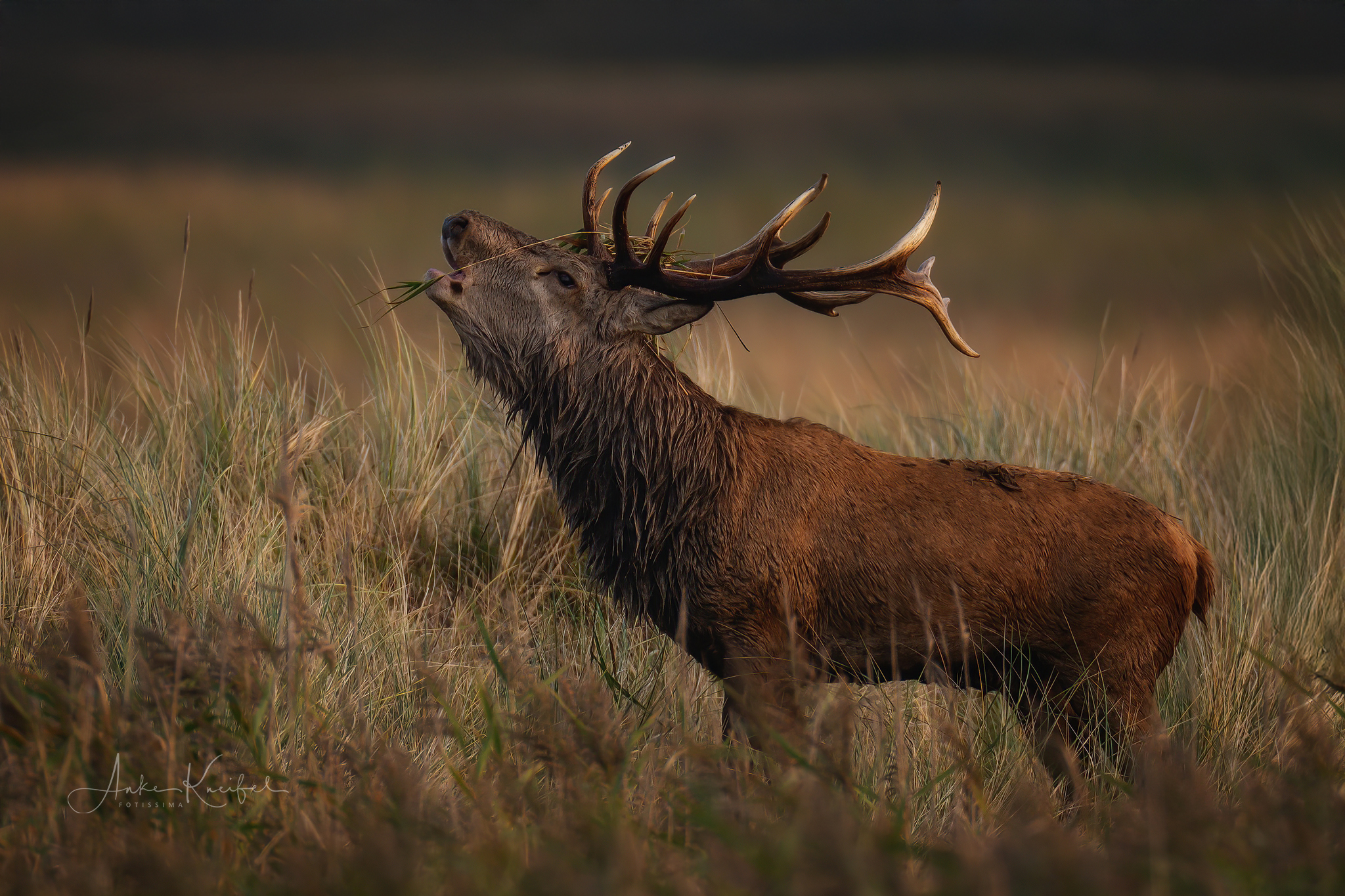 Rothirsch .........
⁣⁣⁣.⁣⁣⁣
⁣⁣⁣.⁣⁣⁣
#rothirsch #brunft #animals #animalphotography #tierfotografie #fotografie #photography #wildlife #wildlifephotography #naturephotography #natur #naturfotografie #ig_alls #ig_naturelovers #ig_myshot #worlds_beautiful_photos #ig_wildlife #igscwildlife #marvelshots #infinity_worldshoot #earth_shotz #animals_shots #all_animals_addition #nature_sultans #splendid_animals #nature_perfection #amazing_shots #nature_brillance