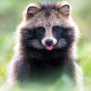 Marderhund
⁣⁣.⁣⁣
⁣⁣.⁣⁣
⁣⁣ #marderhund #sonya1ii #animals #animalphotography #tierfotografie #fotografie #photography #wildlife #wildlifephotography #naturephotography #natur #naturfotografie #ig_alls #ig_naturelovers #ig_myshot #worlds_beautiful_photos #ig_wildlife #igscwildlife #marvelshots #infinity_worldshoot #earth_shotz #animals_shots #all_animals_addition #nature_sultans #splendid_animals #nature_perfection #amazing_shots #shots_of_animals #nature_brillance #cuteanimals