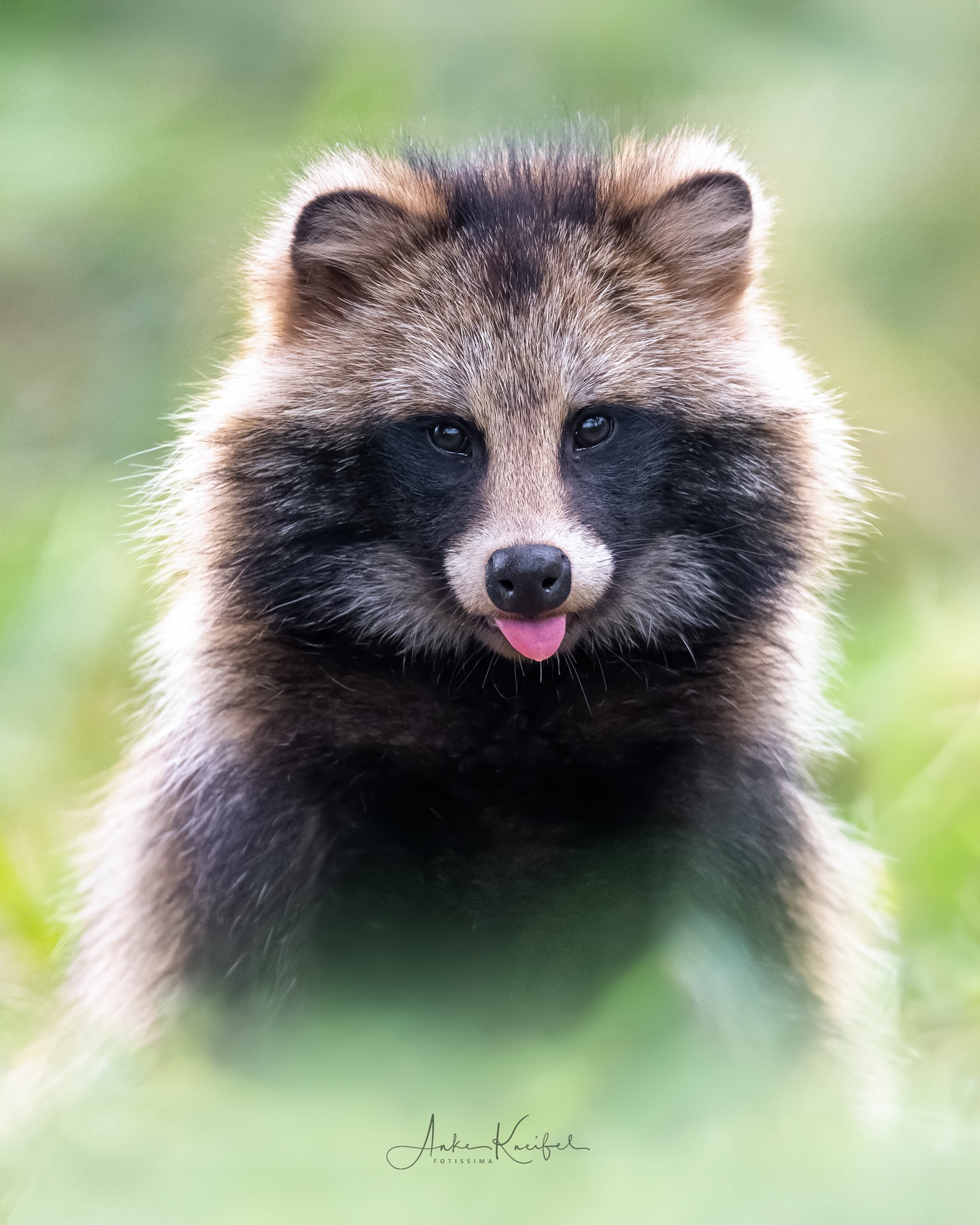 Marderhund
⁣⁣.⁣⁣
⁣⁣.⁣⁣
⁣⁣ #marderhund #sonya1ii #animals #animalphotography #tierfotografie #fotografie #photography #wildlife #wildlifephotography #naturephotography #natur #naturfotografie #ig_alls #ig_naturelovers #ig_myshot #worlds_beautiful_photos #ig_wildlife #igscwildlife #marvelshots #infinity_worldshoot #earth_shotz #animals_shots #all_animals_addition #nature_sultans #splendid_animals #nature_perfection #amazing_shots #shots_of_animals #nature_brillance #cuteanimals