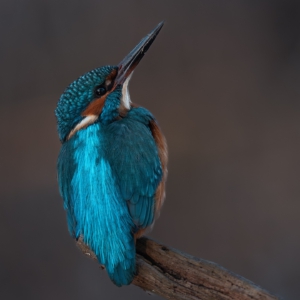 Eisvogel
⁣⁣ #birds⁣⁣
⁣⁣ #eisvogel
⁣⁣ #animalphotography ⁣⁣
⁣⁣ #sonyalpha #fotografie⁣⁣
⁣⁣ #photography⁣⁣
⁣⁣ #wildlife⁣⁣
⁣⁣ #wildlifephotography⁣⁣
⁣⁣ #naturephotography ⁣⁣
⁣⁣ #natur ⁣⁣
⁣⁣ #naturfotografie⁣⁣
⁣⁣ #ig_alls ⁣⁣
⁣⁣ #ig_naturelovers⁣⁣
⁣⁣ #ig_myshot⁣⁣
⁣⁣ #worlds_beautiful_photos ⁣⁣
⁣⁣ #ig_wildlife⁣⁣
⁣⁣ #igscwildlife⁣⁣
⁣⁣ #marvelshots⁣⁣
⁣⁣ #infinity_worldshoot⁣⁣
⁣⁣ #earth_shotz⁣⁣
⁣⁣ #animals_shots⁣⁣
⁣⁣ #all_animals_addition⁣⁣
⁣⁣ #nature_sultans ⁣⁣
⁣⁣ #splendid_animals⁣⁣
⁣⁣ #nature_perfection ⁣⁣
⁣⁣ #amazing_shots⁣⁣
⁣⁣ #shots_of_animals⁣⁣
⁣⁣ #nature_brillance⁣⁣
⁣⁣ #bestbirdshots⁣⁣
⁣⁣ #best_birds_of_world