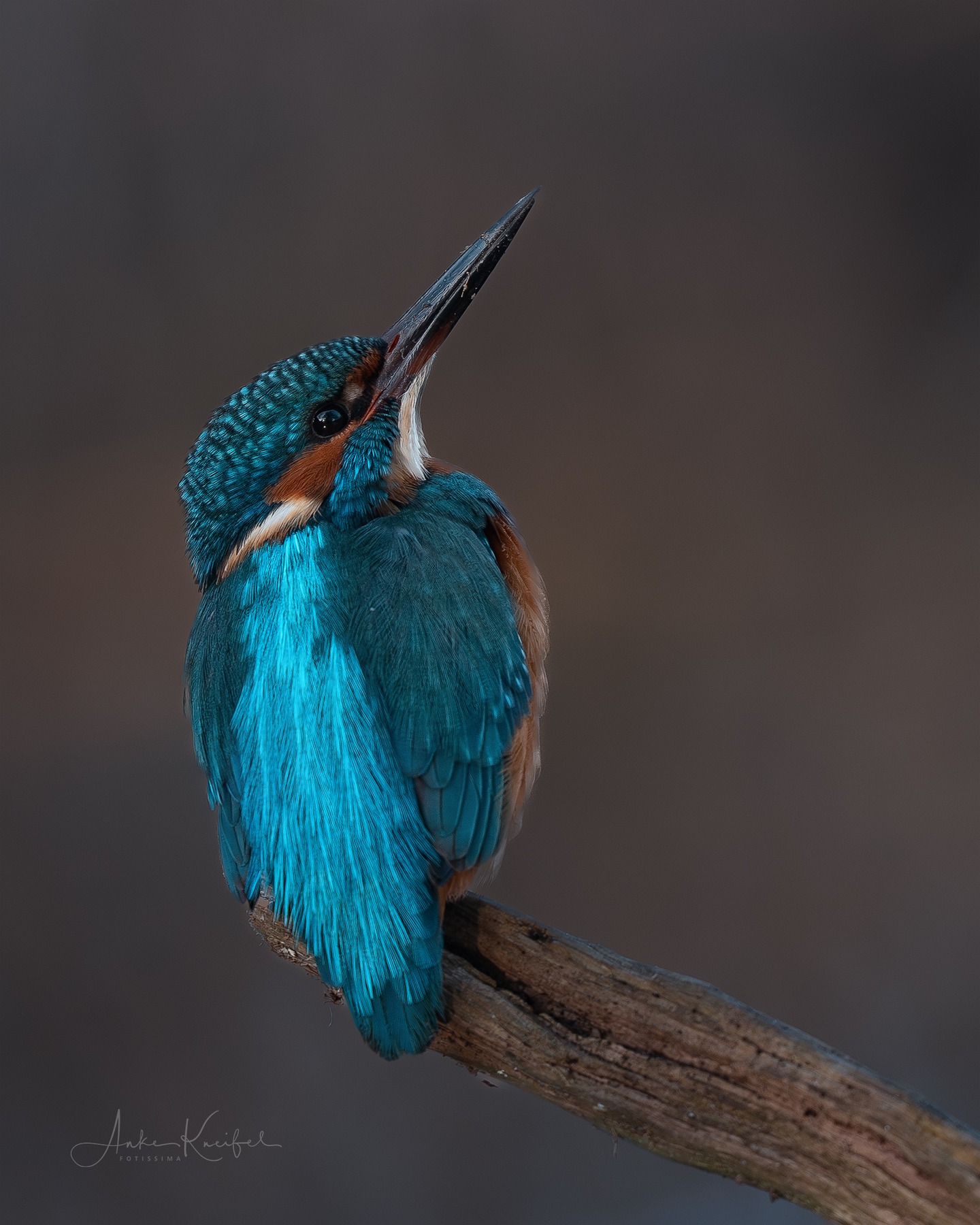 Eisvogel
⁣⁣ #birds⁣⁣
⁣⁣ #eisvogel
⁣⁣ #animalphotography ⁣⁣
⁣⁣ #sonyalpha #fotografie⁣⁣
⁣⁣ #photography⁣⁣
⁣⁣ #wildlife⁣⁣
⁣⁣ #wildlifephotography⁣⁣
⁣⁣ #naturephotography ⁣⁣
⁣⁣ #natur ⁣⁣
⁣⁣ #naturfotografie⁣⁣
⁣⁣ #ig_alls ⁣⁣
⁣⁣ #ig_naturelovers⁣⁣
⁣⁣ #ig_myshot⁣⁣
⁣⁣ #worlds_beautiful_photos ⁣⁣
⁣⁣ #ig_wildlife⁣⁣
⁣⁣ #igscwildlife⁣⁣
⁣⁣ #marvelshots⁣⁣
⁣⁣ #infinity_worldshoot⁣⁣
⁣⁣ #earth_shotz⁣⁣
⁣⁣ #animals_shots⁣⁣
⁣⁣ #all_animals_addition⁣⁣
⁣⁣ #nature_sultans ⁣⁣
⁣⁣ #splendid_animals⁣⁣
⁣⁣ #nature_perfection ⁣⁣
⁣⁣ #amazing_shots⁣⁣
⁣⁣ #shots_of_animals⁣⁣
⁣⁣ #nature_brillance⁣⁣
⁣⁣ #bestbirdshots⁣⁣
⁣⁣ #best_birds_of_world