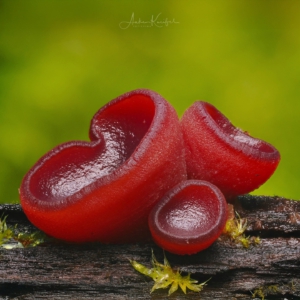 Becherling........🍄🍄‍🟫

#pilze #mushroom #wald #forrest #grün #rotweißerpilz #moos#earthescope #photography #wildlife #wildlifephotography#natur #naturfotografie #naturephotography #ig_alls#naturelovers #bns_macro #worlds_beautiful_photos#nature_perfections #amazing_shots #nature_brilliance#bns_nature #ig_wildlife #macro_brilliance #ig_myshots