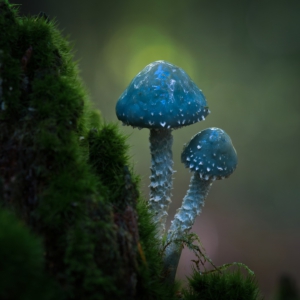 Grünspan-Träuschling

#pilze #mushroom #wald #forrest #grün #rotweißerpilz #moos#earthescope #photography #wildlife #wildlifephotography#natur #naturfotografie #naturephotography #ig_alls#naturelovers #bns_macro #worlds_beautiful_photos#nature_perfections #amazing_shots #nature_brilliance#bns_nature #ig_wildlife #macro_brilliance #ig_myshots