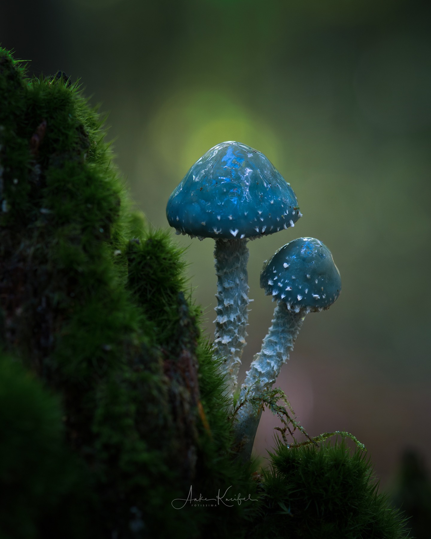 Grünspan-Träuschling

#pilze #mushroom #wald #forrest #grün #rotweißerpilz #moos#earthescope #photography #wildlife #wildlifephotography#natur #naturfotografie #naturephotography #ig_alls#naturelovers #bns_macro #worlds_beautiful_photos#nature_perfections #amazing_shots #nature_brilliance#bns_nature #ig_wildlife #macro_brilliance #ig_myshots