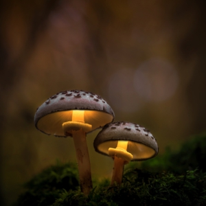 Im Märchenwald 🍄🍄‍🟫

#pilze #mushroom #wald #forrest #grün #rotweißerpilz #moos#earthescope #photography #wildlife #wildlifephotography#natur #naturfotografie #naturephotography #ig_alls#naturelovers #bns_macro #worlds_beautiful_photos#nature_perfections #amazing_shots #nature_brilliance#bns_nature #ig_wildlife #macro_brilliance #ig_myshots