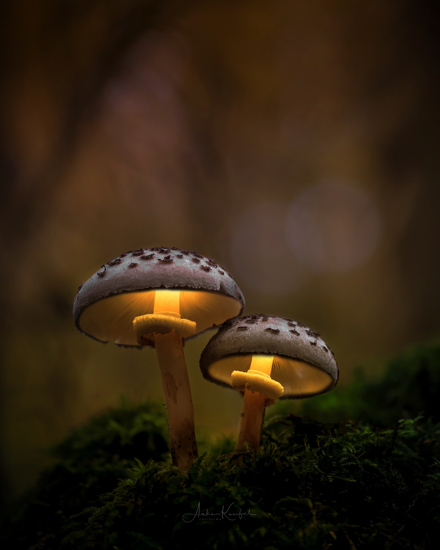 Im Märchenwald 🍄🍄‍🟫

#pilze #mushroom #wald #forrest #grün #rotweißerpilz #moos#earthescope #photography #wildlife #wildlifephotography#natur #naturfotografie #naturephotography #ig_alls#naturelovers #bns_macro #worlds_beautiful_photos#nature_perfections #amazing_shots #nature_brilliance#bns_nature #ig_wildlife #macro_brilliance #ig_myshots