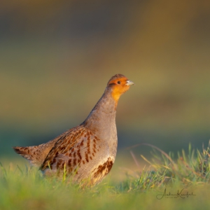 Das Rebhuhn ist Vogel des Jahres 2026
⁣⁣ #birds⁣⁣
⁣⁣ #rebhuhn 
⁣⁣ #animalphotography ⁣⁣
⁣⁣ #sonyalpha #fotografie⁣⁣
⁣⁣ #photography⁣⁣
⁣⁣ #wildlife⁣⁣
⁣⁣ #wildlifephotography⁣⁣
⁣⁣ #naturephotography ⁣⁣
⁣⁣ #natur ⁣⁣
⁣⁣ #naturfotografie⁣⁣
⁣⁣ #ig_alls ⁣⁣
⁣⁣ #ig_naturelovers⁣⁣
⁣⁣ #ig_myshot⁣⁣
⁣⁣ #worlds_beautiful_photos ⁣⁣
⁣⁣ #ig_wildlife⁣⁣
⁣⁣ #igscwildlife⁣⁣
⁣⁣ #marvelshots⁣⁣
⁣⁣ #infinity_worldshoot⁣⁣
⁣⁣ #earth_shotz⁣⁣
⁣⁣ #animals_shots⁣⁣
⁣⁣ #all_animals_addition⁣⁣
⁣⁣ #nature_sultans ⁣⁣
⁣⁣ #splendid_animals⁣⁣
⁣⁣ #nature_perfection ⁣⁣
⁣⁣ #amazing_shots⁣⁣
⁣⁣ #shots_of_animals⁣⁣
⁣⁣ #nature_brillance⁣⁣
⁣⁣ #bestbirdshots⁣⁣
⁣⁣ #best_birds_of_world