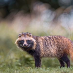 Marderhund
⁣⁣.⁣⁣
⁣⁣.⁣⁣
⁣⁣ #marderhund #sonya1ii #animals #animalphotography #tierfotografie #fotografie #photography #wildlife #wildlifephotography #naturephotography #natur #naturfotografie #ig_alls #ig_naturelovers #ig_myshot #worlds_beautiful_photos #ig_wildlife #igscwildlife #marvelshots #infinity_worldshoot #earth_shotz #animals_shots #all_animals_addition #nature_sultans #splendid_animals #nature_perfection #amazing_shots #shots_of_animals #nature_brillance #cuteanimals
