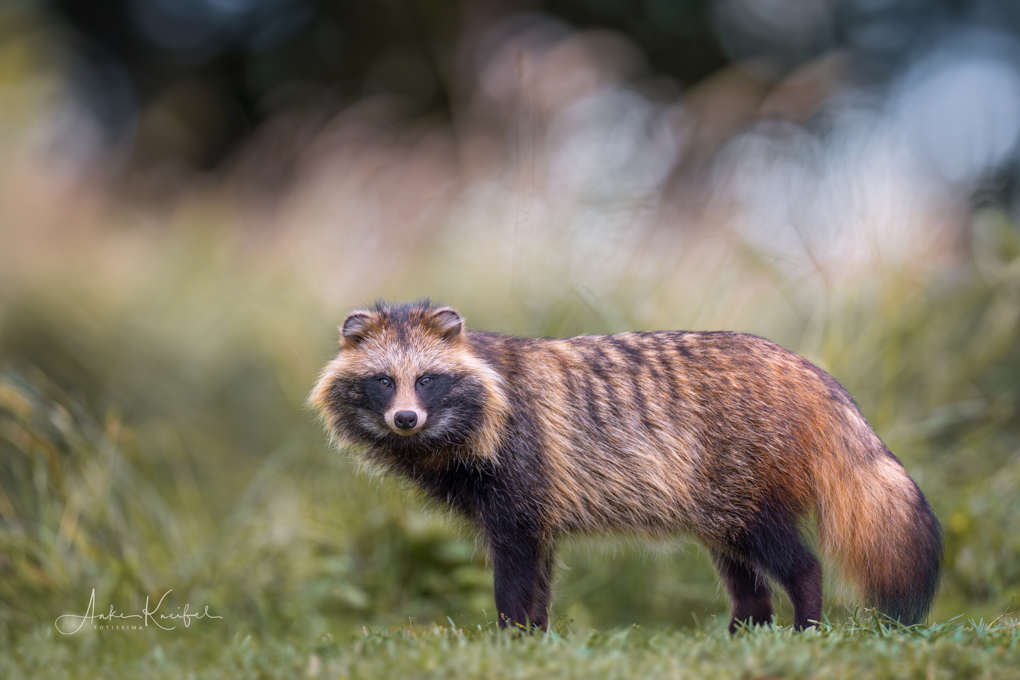 Marderhund
⁣⁣.⁣⁣
⁣⁣.⁣⁣
⁣⁣ #marderhund #sonya1ii #animals #animalphotography #tierfotografie #fotografie #photography #wildlife #wildlifephotography #naturephotography #natur #naturfotografie #ig_alls #ig_naturelovers #ig_myshot #worlds_beautiful_photos #ig_wildlife #igscwildlife #marvelshots #infinity_worldshoot #earth_shotz #animals_shots #all_animals_addition #nature_sultans #splendid_animals #nature_perfection #amazing_shots #shots_of_animals #nature_brillance #cuteanimals