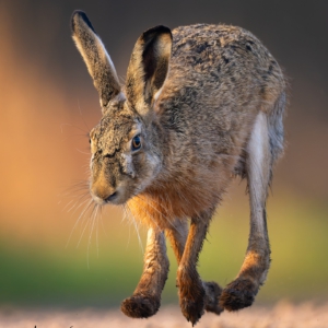 Feldhase🙋🏻‍♀️🐰

.....⁣⁣⁣.⁣⁣⁣
#feldhase #cute #animals #animalphotography #tierfotografie #fotografie #photography #wildlife #wildlifephotography #naturephotography #natur #naturfotografie #ig_alls #ig_naturelovers #ig_myshot #worlds_beautiful_photos #ig_wildlife #igscwildlife #marvelshots #infinity_worldshoot #earth_shotz #animals_shots #all_animals_addition #nature_sultans #splendid_animals #nature_perfection #amazing_shots #nature_brillance #sonyalpha #sony