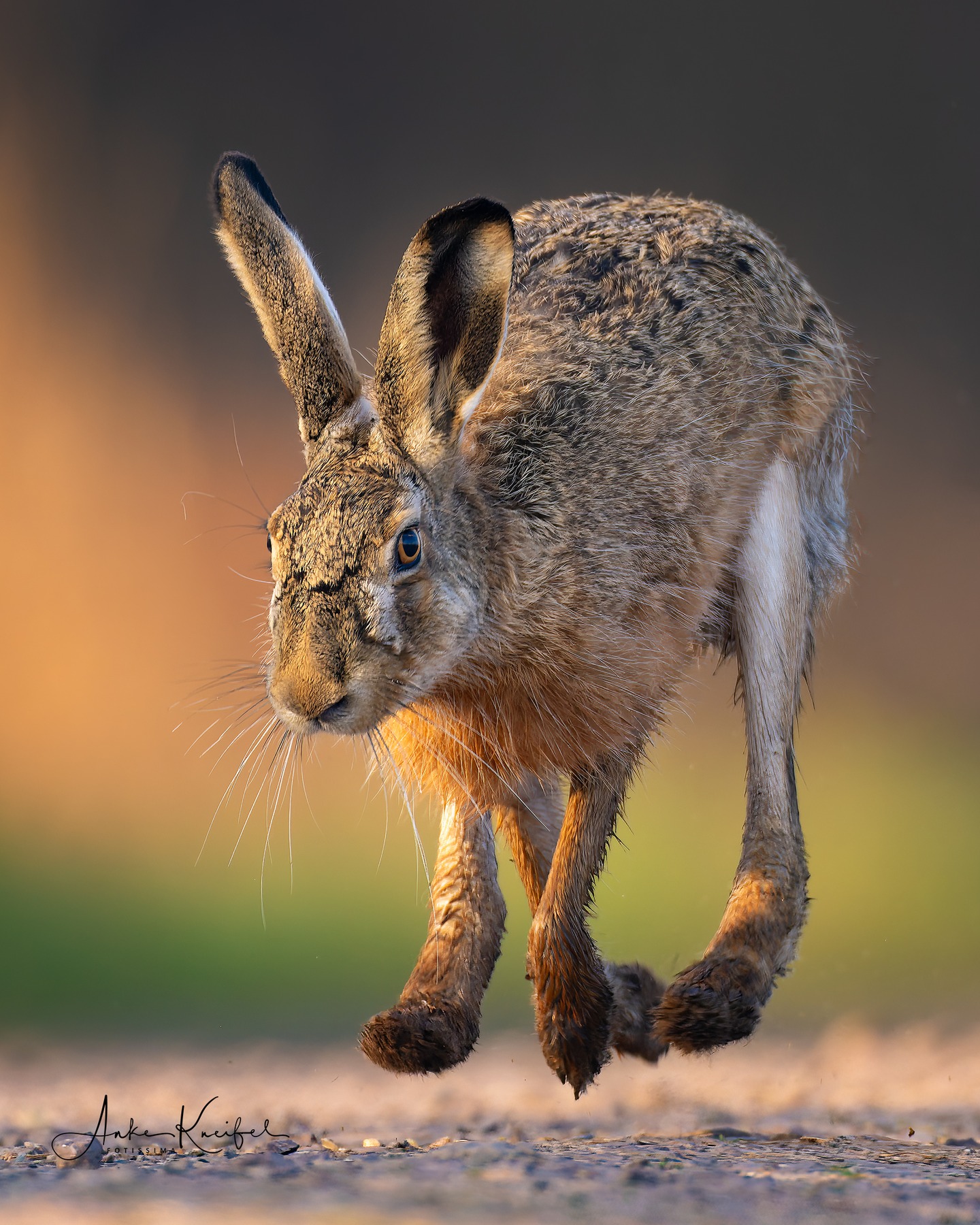 Feldhase🙋🏻‍♀️🐰

.....⁣⁣⁣.⁣⁣⁣
#feldhase #cute #animals #animalphotography #tierfotografie #fotografie #photography #wildlife #wildlifephotography #naturephotography #natur #naturfotografie #ig_alls #ig_naturelovers #ig_myshot #worlds_beautiful_photos #ig_wildlife #igscwildlife #marvelshots #infinity_worldshoot #earth_shotz #animals_shots #all_animals_addition #nature_sultans #splendid_animals #nature_perfection #amazing_shots #nature_brillance #sonyalpha #sony