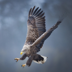 Seeadler

#seeadler #animals #animalphotography #birds #birdphotography #tierfotografie #tiere #fotografie #photography #wildlife #wildlifephotography #naturephotography #natur #naturfotografie #ig_alls #ig_naturelovers #ig_myshot #worlds_beautiful_photos #ig_wildlife #igscwildlife #marvelshots #infinity_worldshoot #igbest_shotz #earth_shotz #animals_shots #all_animals_addition #nature_sultans #splendid_animals #nature_perfection #amazing_shots