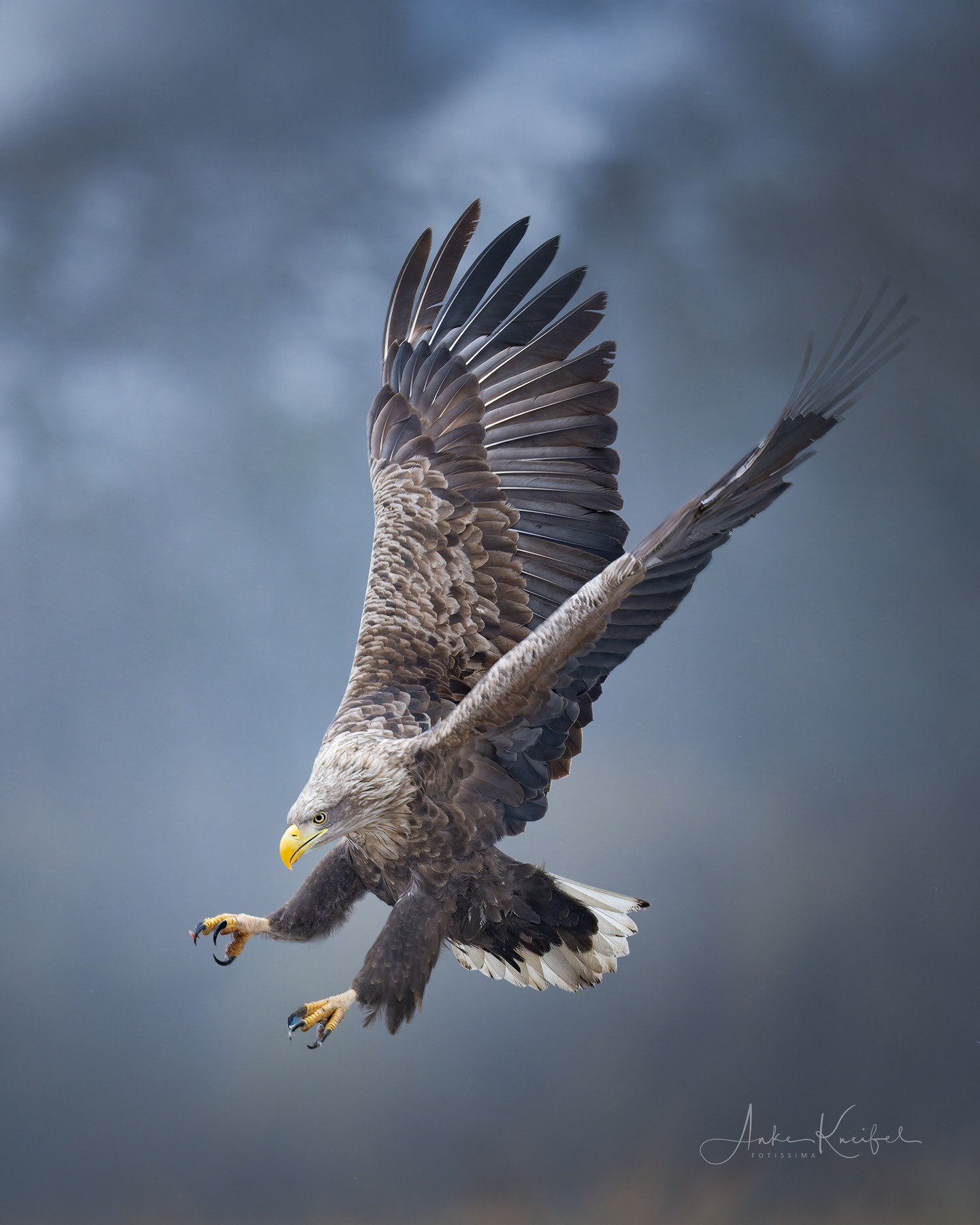 Seeadler

#seeadler #animals #animalphotography #birds #birdphotography #tierfotografie #tiere #fotografie #photography #wildlife #wildlifephotography #naturephotography #natur #naturfotografie #ig_alls #ig_naturelovers #ig_myshot #worlds_beautiful_photos #ig_wildlife #igscwildlife #marvelshots #infinity_worldshoot #igbest_shotz #earth_shotz #animals_shots #all_animals_addition #nature_sultans #splendid_animals #nature_perfection #amazing_shots