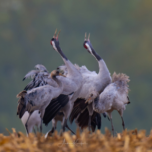 Vögel des Glücks 😀
#birds
#kraniche
#animalphotography
#cranes #fotografie
#photography
#wildlife
#wildlifephotography
#naturephotography
#natur
#naturfotografie
#ig_alls
#ig_naturelovers
#ig_myshot
#worlds_beautiful_photos#sonyalpha #geographic #german