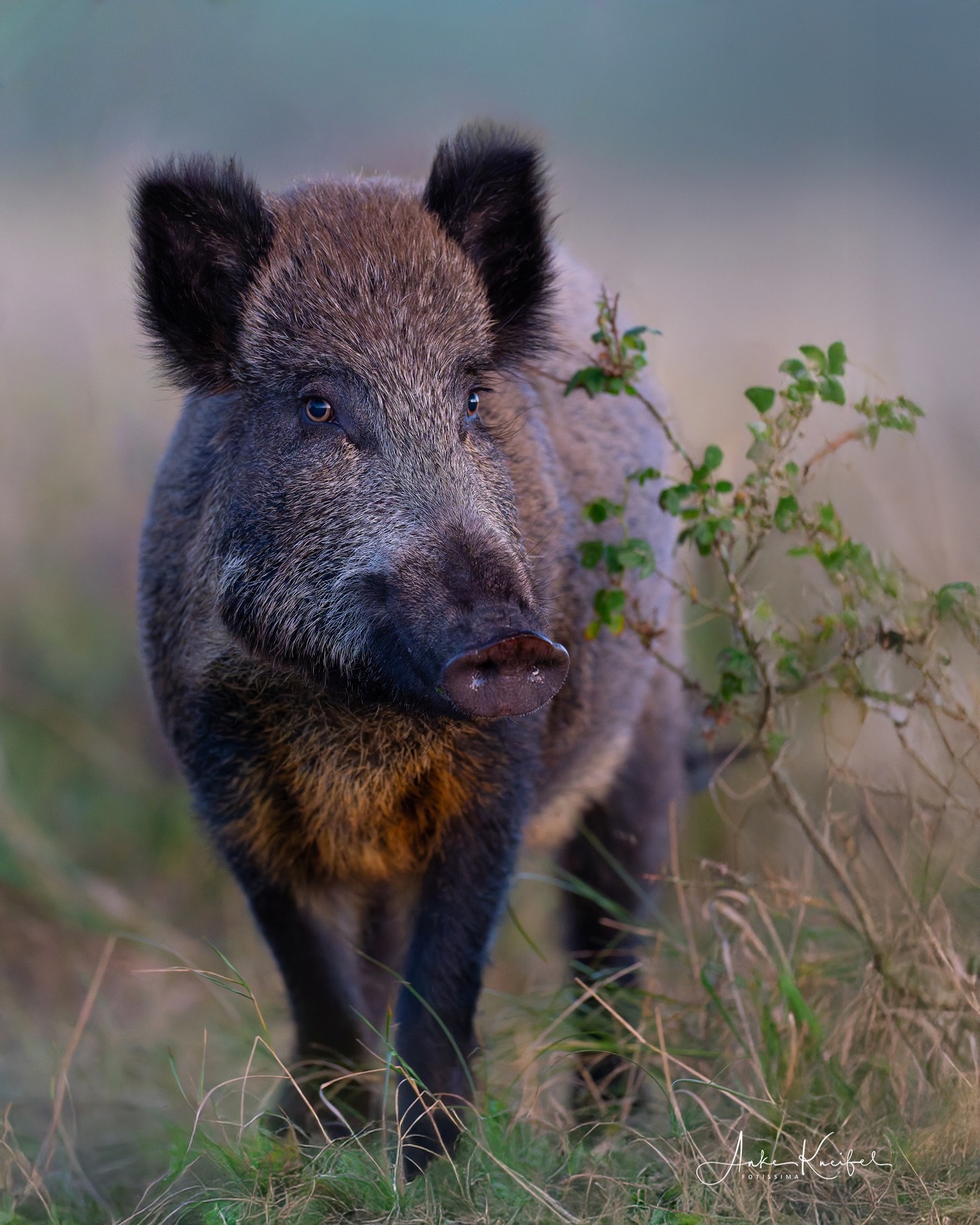 Schwarzwild
⁣⁣.⁣⁣
⁣⁣.⁣⁣
⁣⁣ #schwarzwild #bache#animals #animalphotography #tierfotografie #fotografie #photography #wildlife #wildlifephotography #naturephotography #natur #naturfotografie #ig_alls #ig_naturelovers #ig_myshot #worlds_beautiful_photos #ig_wildlife #igscwildlife #marvelshots #infinity_worldshoot #earth_shotz #animals_shots #all_animals_addition #nature_sultans #splendid_animals #nature_perfection #amazing_shots #shots_of_animals #nature_brillance #cuteanimals