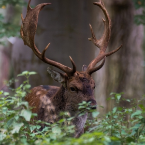Damhirsch.........
⁣⁣⁣.⁣⁣⁣
⁣⁣⁣.⁣⁣⁣
#damhirsch #brunft #animals #animalphotography #tierfotografie #fotografie #photography #wildlife #wildlifephotography #naturephotography #natur #naturfotografie #ig_alls #ig_naturelovers #ig_myshot #worlds_beautiful_photos #ig_wildlife #igscwildlife #marvelshots #infinity_worldshoot #earth_shotz #animals_shots #all_animals_addition #nature_sultans #splendid_animals #nature_perfection #amazing_shots #nature_brillance