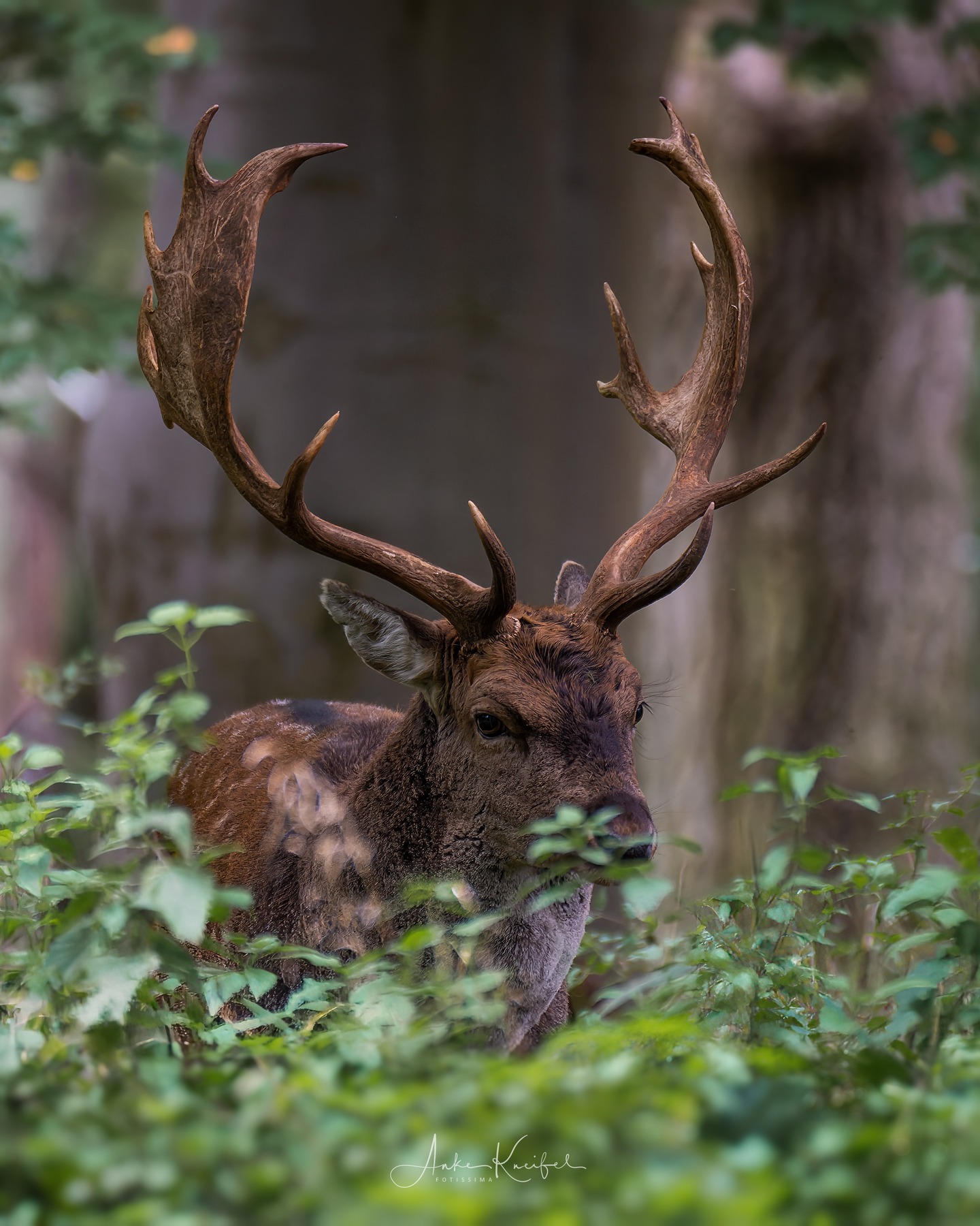Damhirsch.........
⁣⁣⁣.⁣⁣⁣
⁣⁣⁣.⁣⁣⁣
#damhirsch #brunft #animals #animalphotography #tierfotografie #fotografie #photography #wildlife #wildlifephotography #naturephotography #natur #naturfotografie #ig_alls #ig_naturelovers #ig_myshot #worlds_beautiful_photos #ig_wildlife #igscwildlife #marvelshots #infinity_worldshoot #earth_shotz #animals_shots #all_animals_addition #nature_sultans #splendid_animals #nature_perfection #amazing_shots #nature_brillance