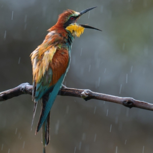 Bienenfresser
⁣⁣ #birds⁣⁣
⁣⁣ #bienenfresser
⁣⁣ #animalphotography ⁣⁣
⁣⁣ #sonyalpha #fotografie⁣⁣
⁣⁣ #photography⁣⁣
⁣⁣ #wildlife⁣⁣
⁣⁣ #wildlifephotography⁣⁣
⁣⁣ #naturephotography ⁣⁣
⁣⁣ #natur ⁣⁣
⁣⁣ #naturfotografie⁣⁣
⁣⁣ #ig_alls ⁣⁣
⁣⁣ #ig_naturelovers⁣⁣
⁣⁣ #ig_myshot⁣⁣
⁣⁣ #worlds_beautiful_photos ⁣⁣
⁣⁣ #ig_wildlife⁣⁣
⁣⁣ #igscwildlife⁣⁣
⁣⁣ #marvelshots⁣⁣
⁣⁣ #infinity_worldshoot⁣⁣
⁣⁣ #earth_shotz⁣⁣
⁣⁣ #animals_shots⁣⁣
⁣⁣ #all_animals_addition⁣⁣
⁣⁣ #nature_sultans ⁣⁣
⁣⁣ #splendid_animals⁣⁣
⁣⁣ #nature_perfection ⁣⁣
⁣⁣ #amazing_shots⁣⁣
⁣⁣ #shots_of_animals⁣⁣
⁣⁣ #nature_brillance⁣⁣
⁣⁣ #bestbirdshots⁣⁣
⁣⁣ #best_birds_of_world