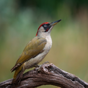 Grünspecht
⁣⁣ #birds⁣⁣
⁣⁣ #grünspecht 
⁣⁣ #animalphotography ⁣⁣
⁣⁣ #sonyalpha #fotografie⁣⁣
⁣⁣ #photography⁣⁣
⁣⁣ #wildlife⁣⁣
⁣⁣ #wildlifephotography⁣⁣
⁣⁣ #naturephotography ⁣⁣
⁣⁣ #natur ⁣⁣
⁣⁣ #naturfotografie⁣⁣
⁣⁣ #ig_alls ⁣⁣
⁣⁣ #ig_naturelovers⁣⁣
⁣⁣ #ig_myshot⁣⁣
⁣⁣ #worlds_beautiful_photos ⁣⁣
⁣⁣ #ig_wildlife⁣⁣
⁣⁣ #igscwildlife⁣⁣
⁣⁣ #marvelshots⁣⁣
⁣⁣ #infinity_worldshoot⁣⁣
⁣⁣ #earth_shotz⁣⁣
⁣⁣ #animals_shots⁣⁣
⁣⁣ #all_animals_addition⁣⁣
⁣⁣ #nature_sultans ⁣⁣
⁣⁣ #splendid_animals⁣⁣
⁣⁣ #nature_perfection ⁣⁣
⁣⁣ #amazing_shots⁣⁣
⁣⁣ #shots_of_animals⁣⁣
⁣⁣ #nature_brillance⁣⁣
⁣⁣ #bestbirdshots⁣⁣
⁣⁣ #best_birds_of_world