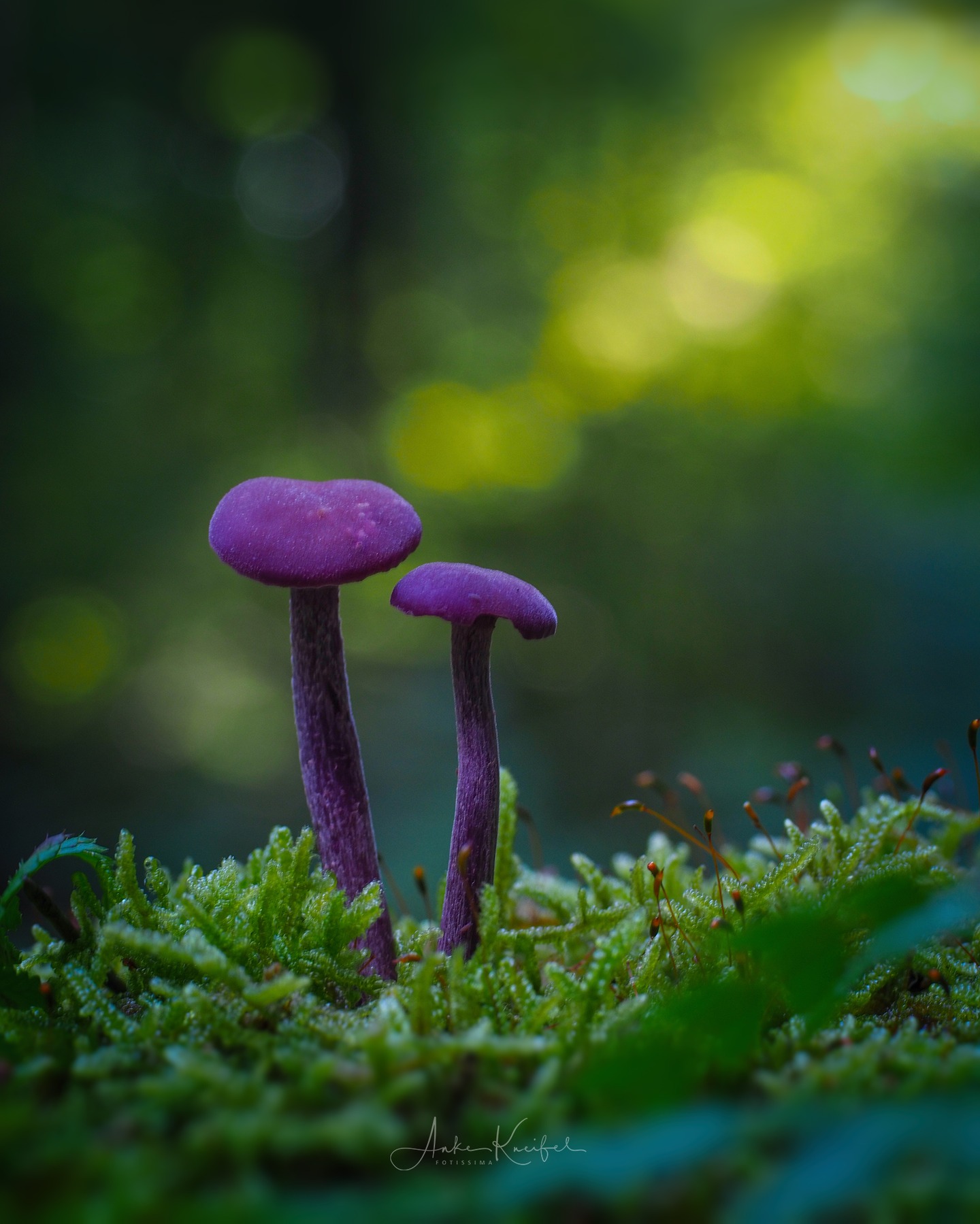 Violetter Lacktrichterling

#pilze #mushroom #wald #forrest #grün #violetterlacktrichterling #moos#earthescope #photography #wildlife #wildlifephotography#natur #naturfotografie #naturephotography #ig_alls#naturelovers #bns_macro #worlds_beautiful_photos#nature_perfections #amazing_shots #nature_brilliance#bns_nature #ig_wildlife #macro_brilliance #ig_myshots