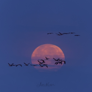 Nun ist es traurige Gewissheit: Die Vogelgrippe ist der Grund für etliche kranke und verstorbene Kraniche in Linum. Es ist so traurig. 😭. #birds
#kraniche
#vogelgrippe 
#cranes #fotografie
#photography
#wildlife
#wildlifephotography
#naturephotography
#natur
#naturfotografie
#ig_alls
#ig_naturelovers
#ig_myshot
#worlds_beautiful_photos#sonyalpha #geographic #german