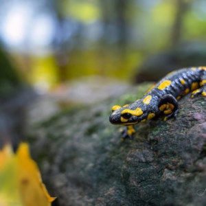 Feuersalamander 
⁣⁣#animals #animalphotography #tierfotografie#fotografie #photography #wildlife #wildlifephotography#naturephotography #nature #naturfotografie #ig_alls#ig_naturelovers #ig_myshot #worlds_beautiful_photos#ig_wildlife #igscwildlife #marvelshots #infinity_worldshoot#earth_shotz #animals_shots #all_animals_addition#nature_sultans #splendid_animals #nature_perfection#amazing_shots #shots_of_animals #nature_brillance #macro #naturalbeauty #feuersalamander