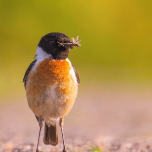 Herr und Frau Schwarzkehlchen #birds⁣⁣
⁣⁣ #schwarzkehlchen 
⁣⁣ #animalphotography ⁣⁣
⁣⁣ #sonyalpha #fotografie⁣⁣
⁣⁣ #photography⁣⁣
⁣⁣ #wildlife⁣⁣
⁣⁣ #wildlifephotography⁣⁣
⁣⁣ #naturephotography ⁣⁣
⁣⁣ #natur ⁣⁣
⁣⁣ #naturfotografie⁣⁣
⁣⁣ #ig_alls ⁣⁣
⁣⁣ #ig_naturelovers⁣⁣
⁣⁣ #ig_myshot⁣⁣
⁣⁣ #worlds_beautiful_photos ⁣⁣
⁣⁣ #ig_wildlife⁣⁣
⁣⁣ #igscwildlife⁣⁣
⁣⁣ #marvelshots⁣⁣
⁣⁣ #infinity_worldshoot⁣⁣
⁣⁣ #earth_shotz⁣⁣
⁣⁣ #animals_shots⁣⁣
⁣⁣ #all_animals_addition⁣⁣
⁣⁣ #nature_sultans ⁣⁣
⁣⁣ #splendid_animals⁣⁣
⁣⁣ #nature_perfection ⁣⁣
⁣⁣ #amazing_shots⁣⁣
⁣⁣ #shots_of_animals⁣⁣
⁣⁣ #nature_brillance⁣⁣
⁣⁣ #bestbirdshots⁣⁣
⁣⁣ #best_birds_of_world