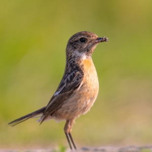 Herr und Frau Schwarzkehlchen #birds⁣⁣
⁣⁣ #schwarzkehlchen 
⁣⁣ #animalphotography ⁣⁣
⁣⁣ #sonyalpha #fotografie⁣⁣
⁣⁣ #photography⁣⁣
⁣⁣ #wildlife⁣⁣
⁣⁣ #wildlifephotography⁣⁣
⁣⁣ #naturephotography ⁣⁣
⁣⁣ #natur ⁣⁣
⁣⁣ #naturfotografie⁣⁣
⁣⁣ #ig_alls ⁣⁣
⁣⁣ #ig_naturelovers⁣⁣
⁣⁣ #ig_myshot⁣⁣
⁣⁣ #worlds_beautiful_photos ⁣⁣
⁣⁣ #ig_wildlife⁣⁣
⁣⁣ #igscwildlife⁣⁣
⁣⁣ #marvelshots⁣⁣
⁣⁣ #infinity_worldshoot⁣⁣
⁣⁣ #earth_shotz⁣⁣
⁣⁣ #animals_shots⁣⁣
⁣⁣ #all_animals_addition⁣⁣
⁣⁣ #nature_sultans ⁣⁣
⁣⁣ #splendid_animals⁣⁣
⁣⁣ #nature_perfection ⁣⁣
⁣⁣ #amazing_shots⁣⁣
⁣⁣ #shots_of_animals⁣⁣
⁣⁣ #nature_brillance⁣⁣
⁣⁣ #bestbirdshots⁣⁣
⁣⁣ #best_birds_of_world