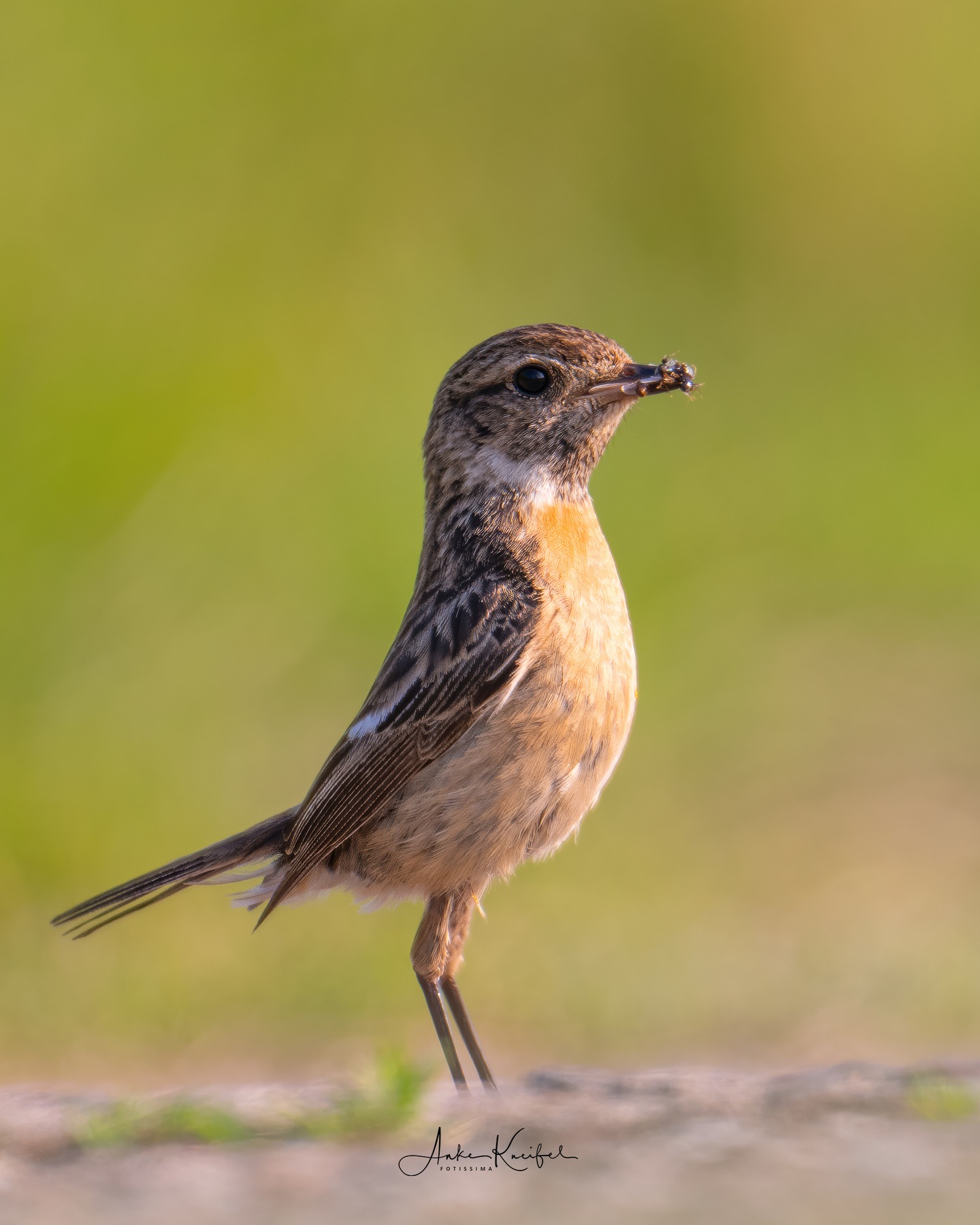 Herr und Frau Schwarzkehlchen #birds⁣⁣
⁣⁣ #schwarzkehlchen 
⁣⁣ #animalphotography ⁣⁣
⁣⁣ #sonyalpha #fotografie⁣⁣
⁣⁣ #photography⁣⁣
⁣⁣ #wildlife⁣⁣
⁣⁣ #wildlifephotography⁣⁣
⁣⁣ #naturephotography ⁣⁣
⁣⁣ #natur ⁣⁣
⁣⁣ #naturfotografie⁣⁣
⁣⁣ #ig_alls ⁣⁣
⁣⁣ #ig_naturelovers⁣⁣
⁣⁣ #ig_myshot⁣⁣
⁣⁣ #worlds_beautiful_photos ⁣⁣
⁣⁣ #ig_wildlife⁣⁣
⁣⁣ #igscwildlife⁣⁣
⁣⁣ #marvelshots⁣⁣
⁣⁣ #infinity_worldshoot⁣⁣
⁣⁣ #earth_shotz⁣⁣
⁣⁣ #animals_shots⁣⁣
⁣⁣ #all_animals_addition⁣⁣
⁣⁣ #nature_sultans ⁣⁣
⁣⁣ #splendid_animals⁣⁣
⁣⁣ #nature_perfection ⁣⁣
⁣⁣ #amazing_shots⁣⁣
⁣⁣ #shots_of_animals⁣⁣
⁣⁣ #nature_brillance⁣⁣
⁣⁣ #bestbirdshots⁣⁣
⁣⁣ #best_birds_of_world