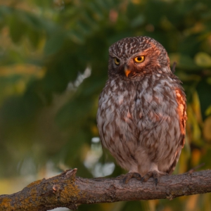 Steinkauz
.
.
.

#birds #steinkauz #animalphotography #sonyalpha #fotografie #photography #wildlife #wildlifephotography #naturephotography #natur #naturfotografie #ig_alls #ig_naturelovers #ig_myshot #worlds_beautiful_photos #ig_wildlife #igscwildlife #marvelshots #infinity_worldshoot #earth_shotz #animals_shots #all_animals_addition #nature_sultans #splendid_animals #nature_perfection #amazing_shots #shots_of_animals #nature_brillance #bestbirdshots #best_birds_of_world