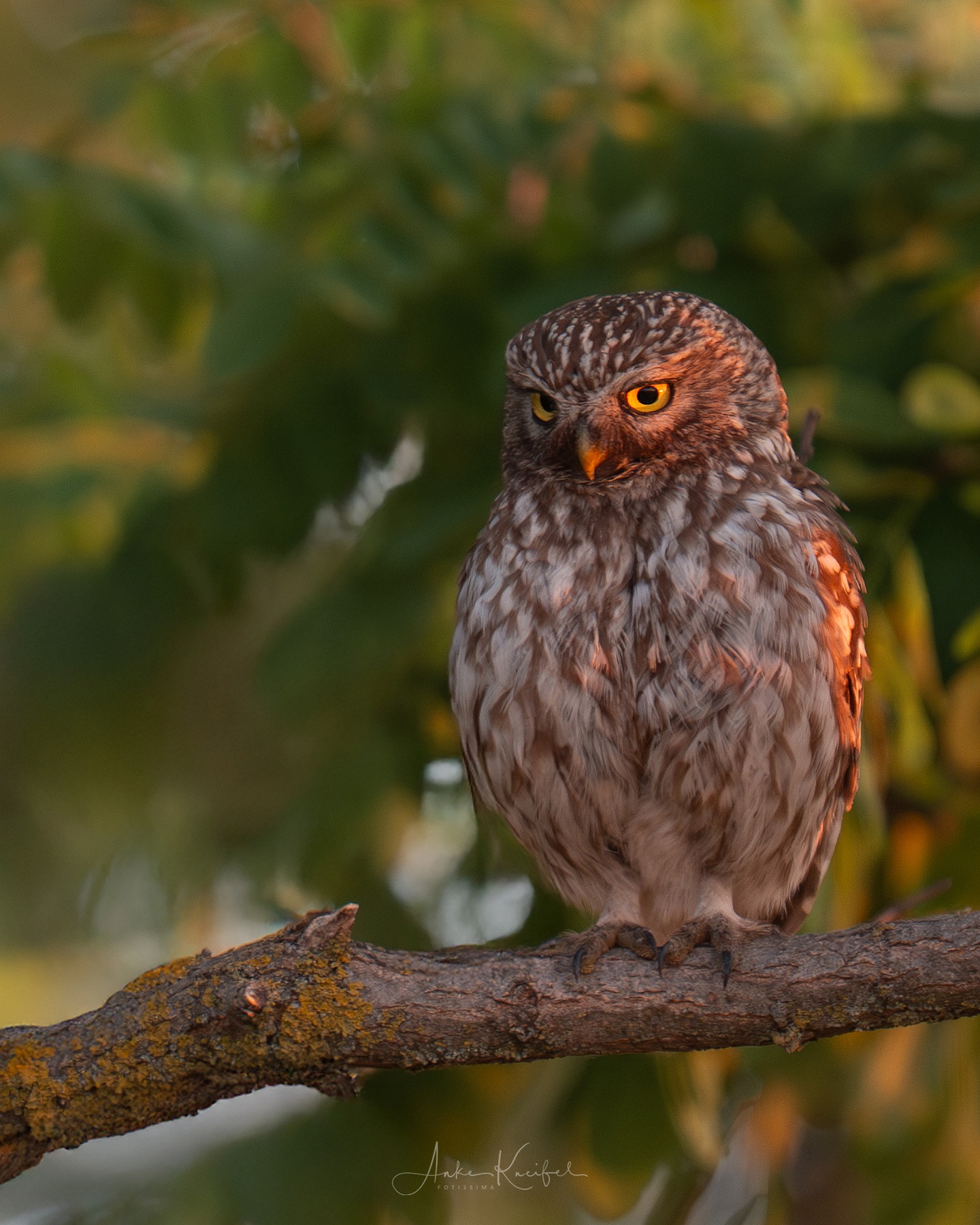 Steinkauz
.
.
.

#birds #steinkauz #animalphotography #sonyalpha #fotografie #photography #wildlife #wildlifephotography #naturephotography #natur #naturfotografie #ig_alls #ig_naturelovers #ig_myshot #worlds_beautiful_photos #ig_wildlife #igscwildlife #marvelshots #infinity_worldshoot #earth_shotz #animals_shots #all_animals_addition #nature_sultans #splendid_animals #nature_perfection #amazing_shots #shots_of_animals #nature_brillance #bestbirdshots #best_birds_of_world